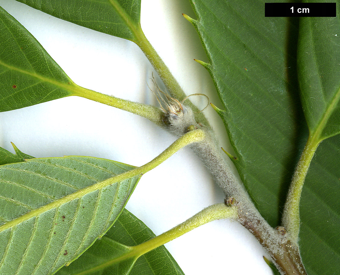 High resolution image: Family: Fagaceae - Genus: Quercus - Taxon: oxyodon