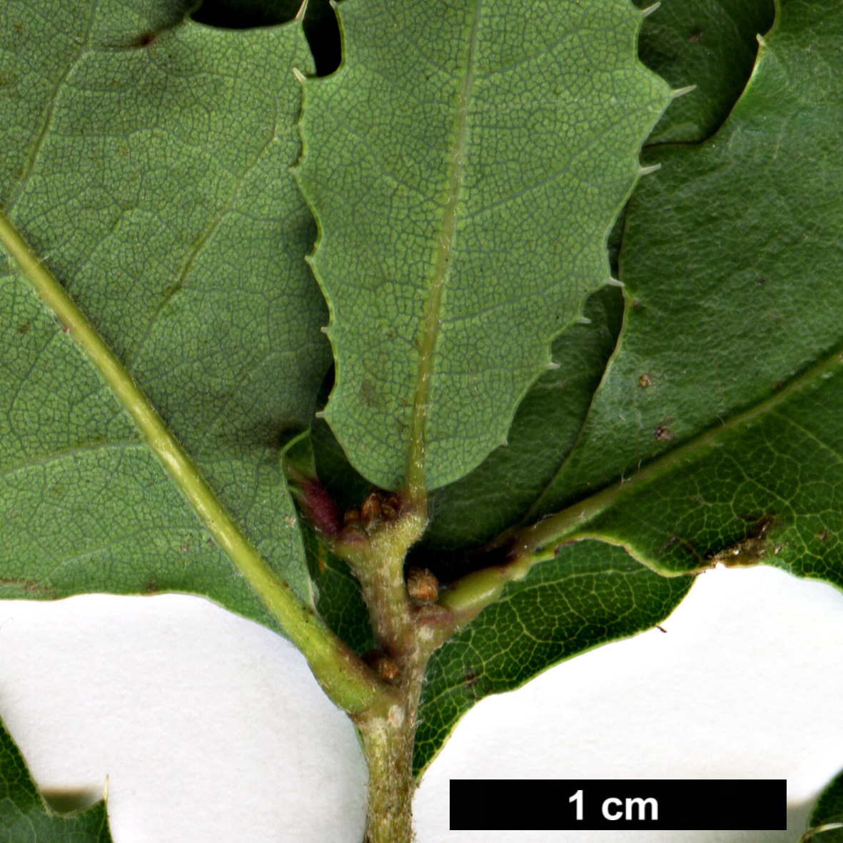 High resolution image: Family: Fagaceae - Genus: Quercus - Taxon: pacifica