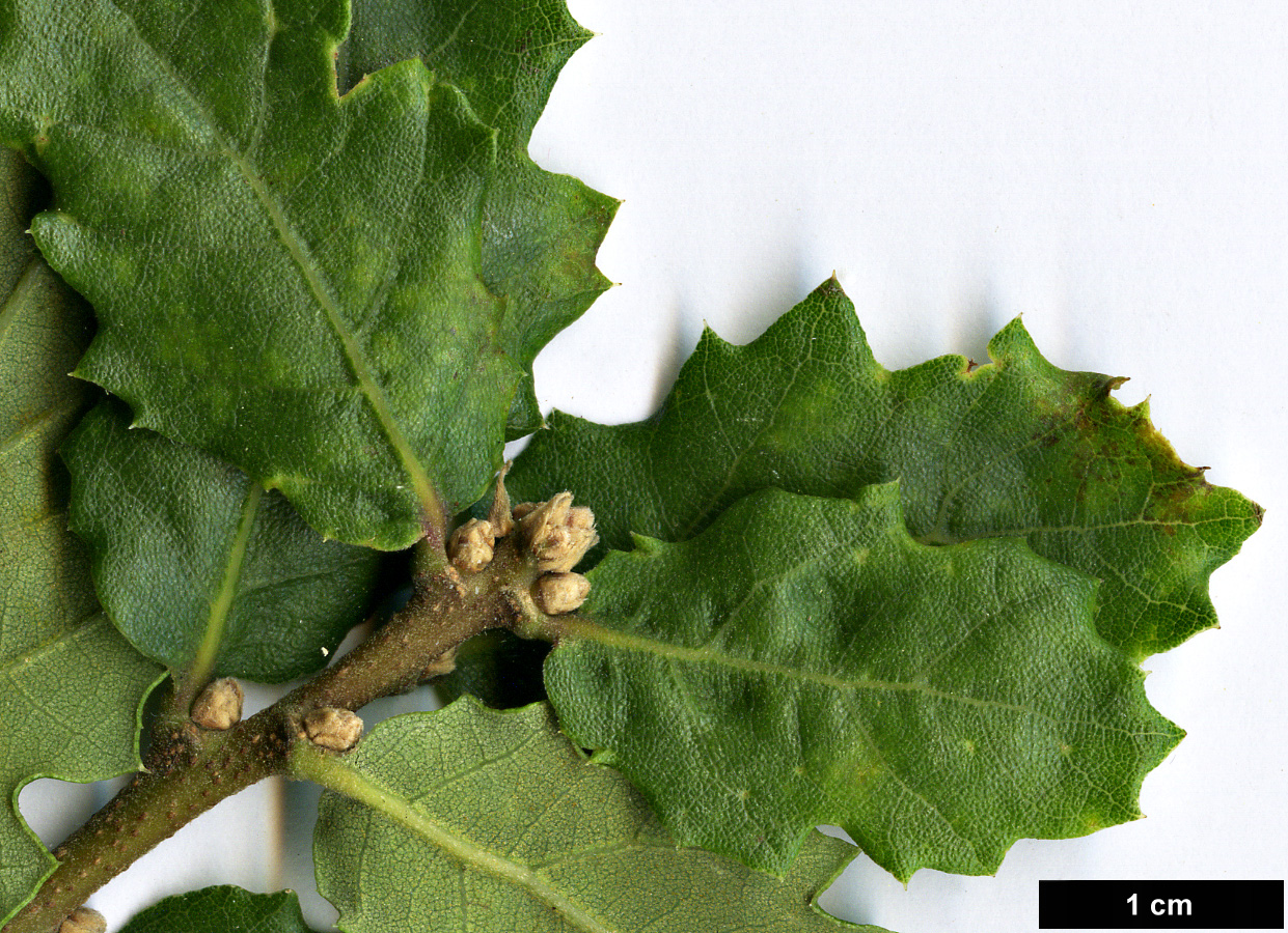 High resolution image: Family: Fagaceae - Genus: Quercus - Taxon: pacifica