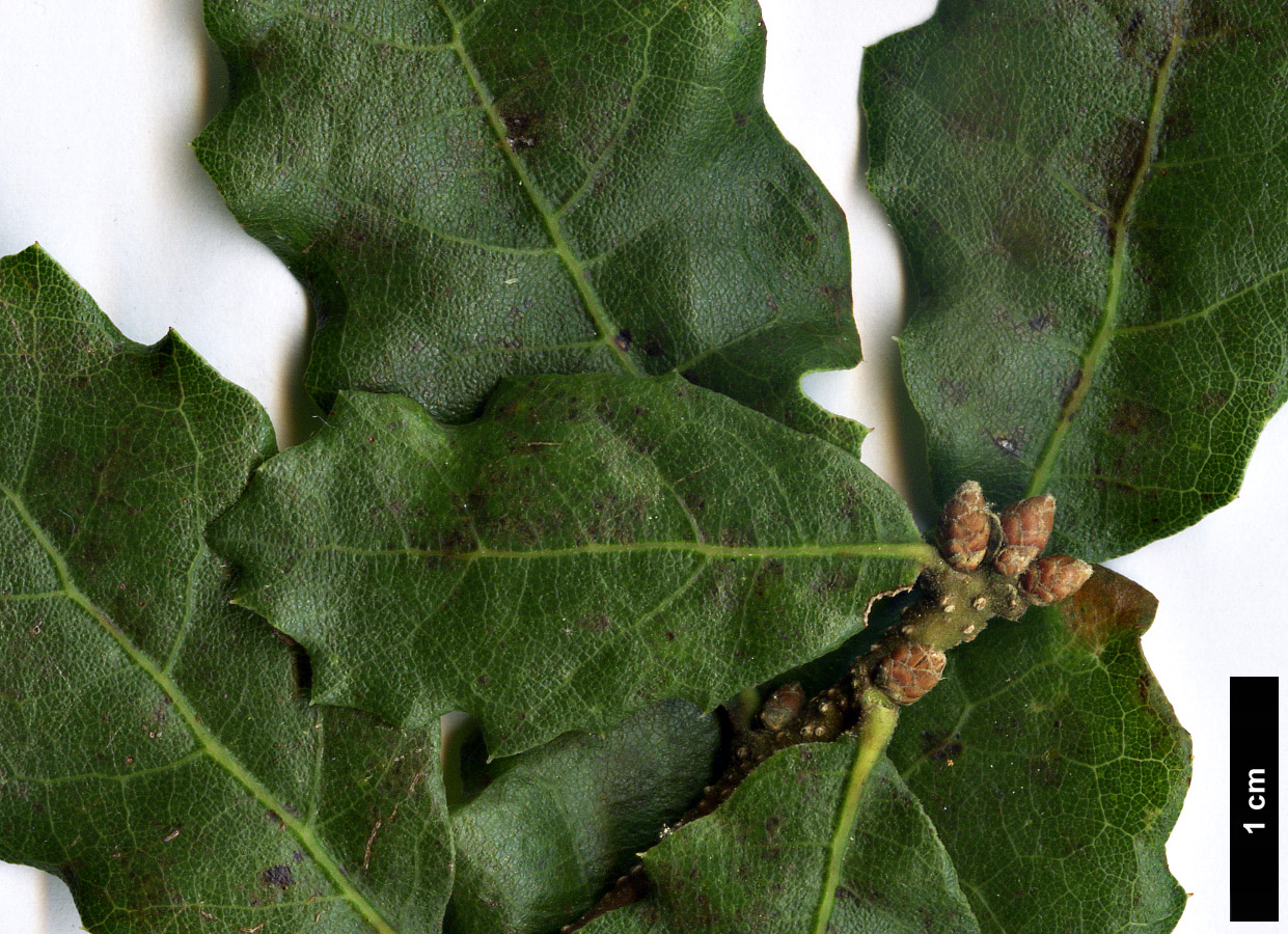 High resolution image: Family: Fagaceae - Genus: Quercus - Taxon: pacifica