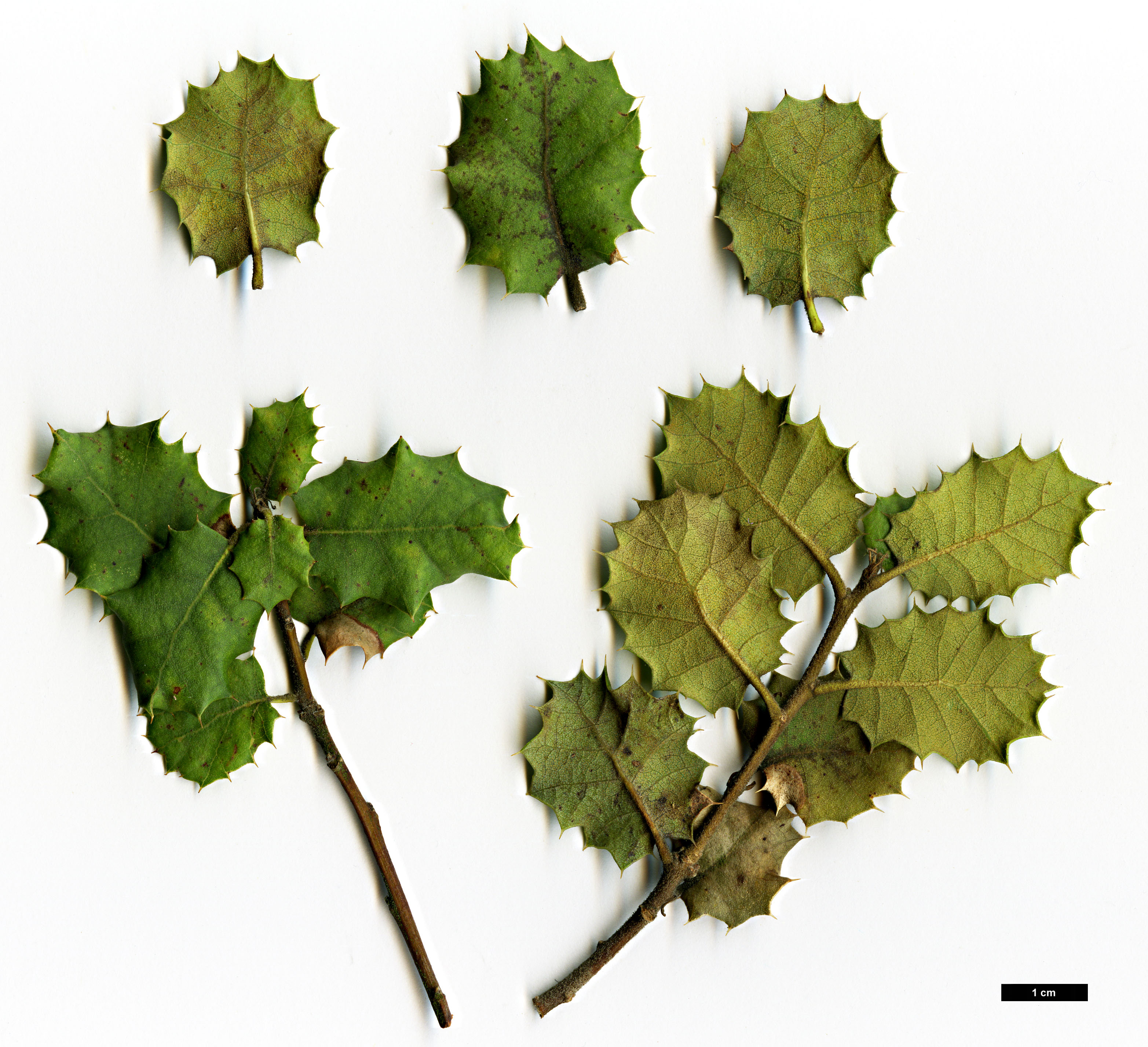 High resolution image: Family: Fagaceae - Genus: Quercus - Taxon: palmeri