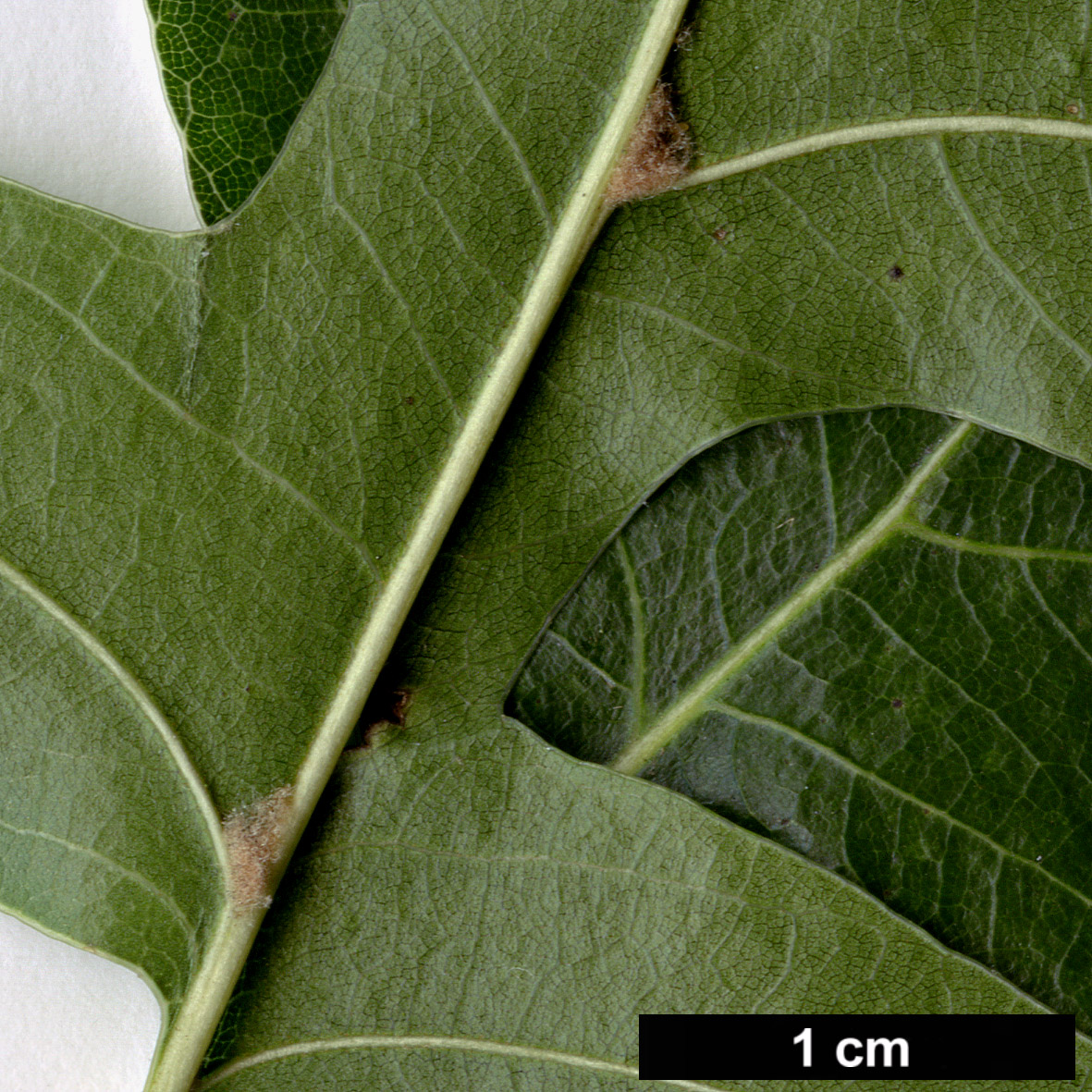 High resolution image: Family: Fagaceae - Genus: Quercus - Taxon: palustris