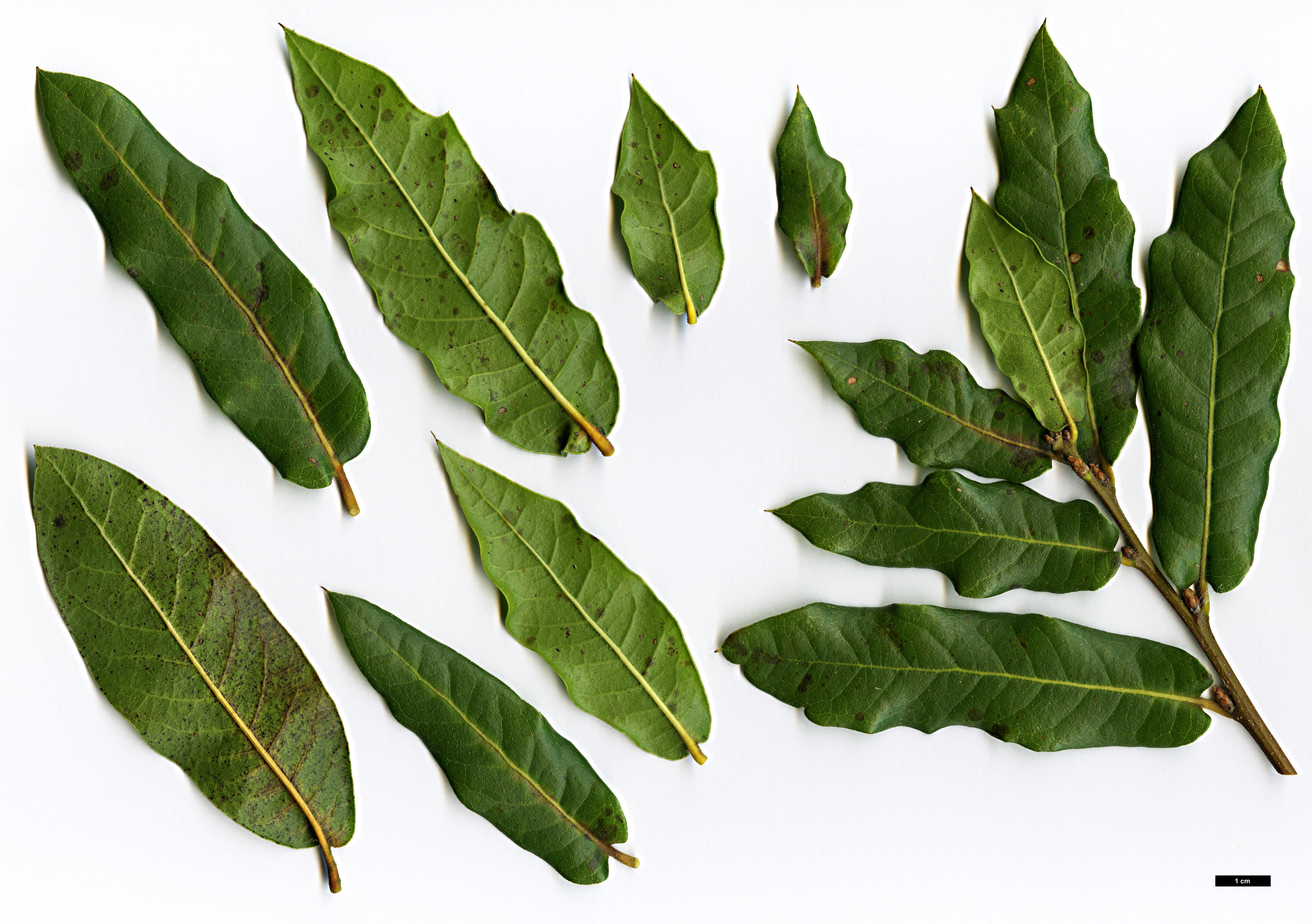 High resolution image: Family: Fagaceae - Genus: Quercus - Taxon: parvula