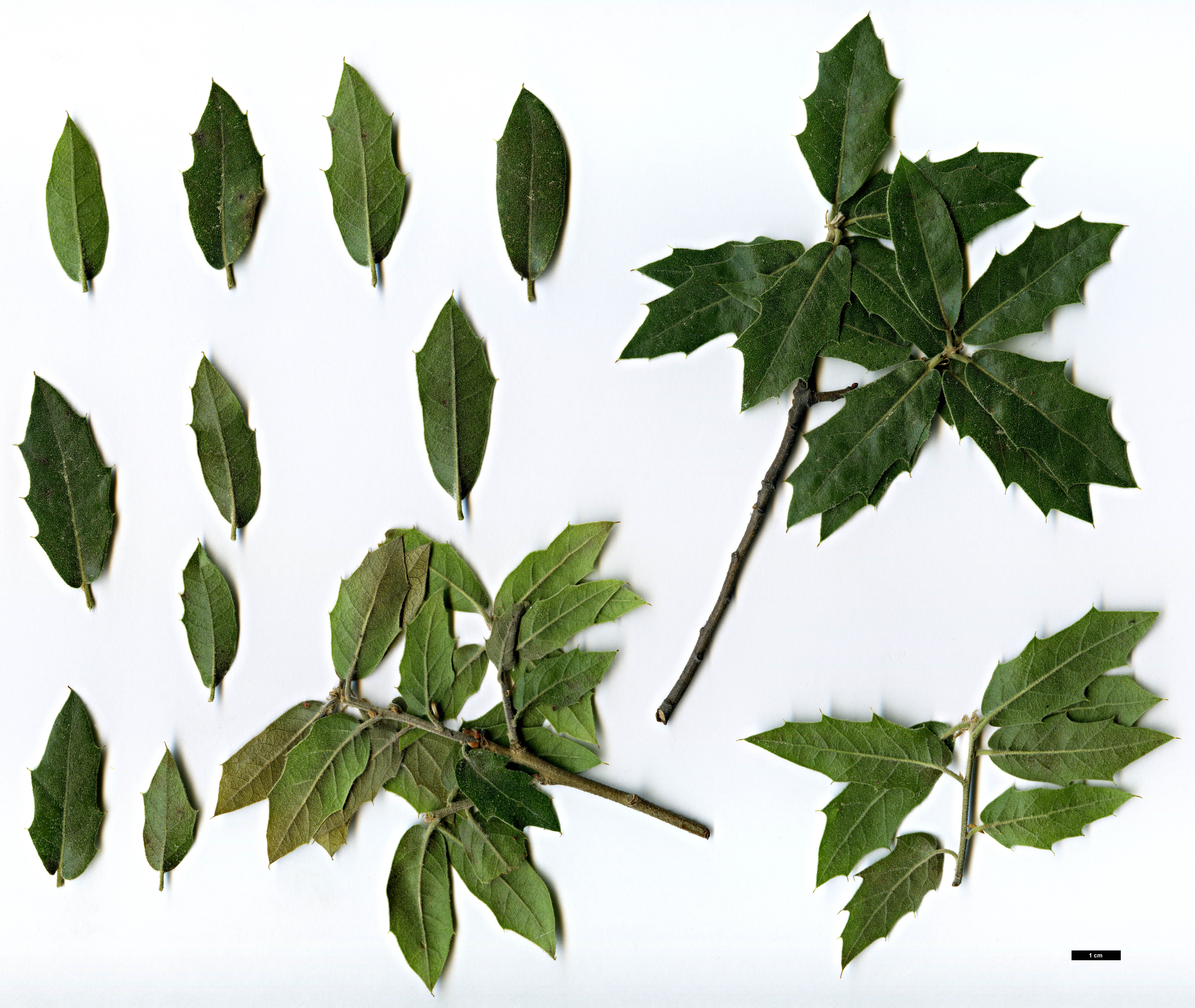 High resolution image: Family: Fagaceae - Genus: Quercus - Taxon: peninsularis