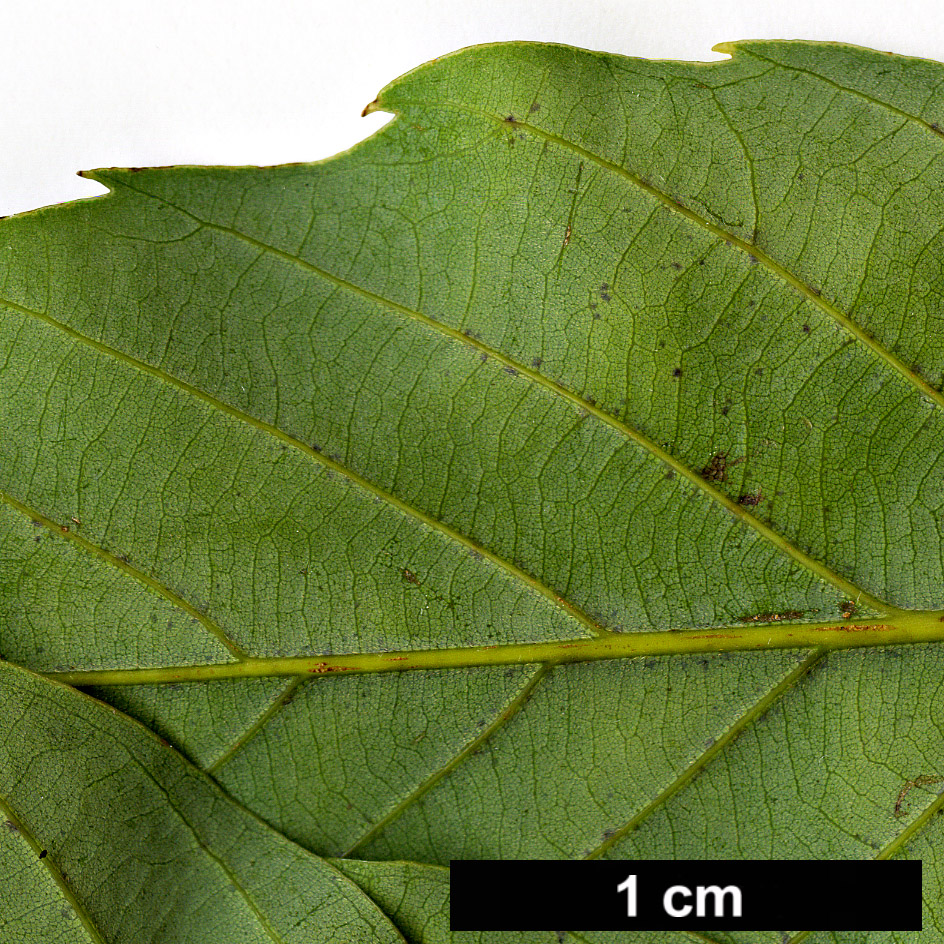 High resolution image: Family: Fagaceae - Genus: Quercus - Taxon: pentacycla