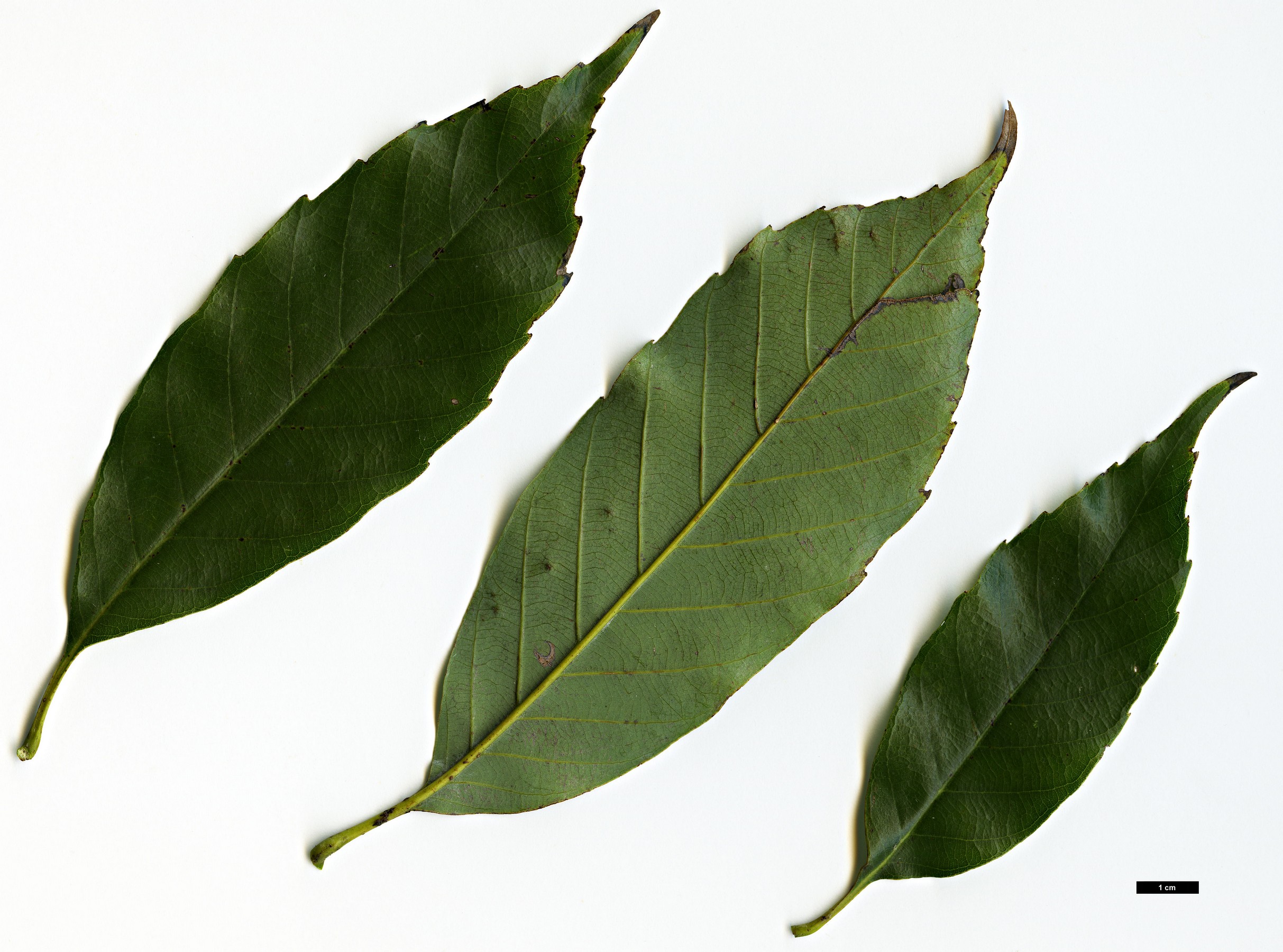 High resolution image: Family: Fagaceae - Genus: Quercus - Taxon: pentacycla