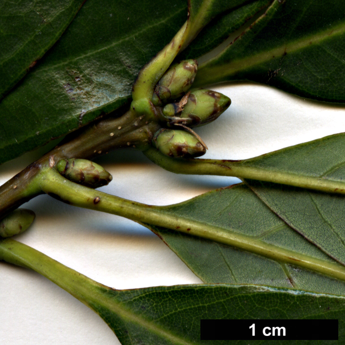 High resolution image: Family: Fagaceae - Genus: Quercus - Taxon: pentacycla