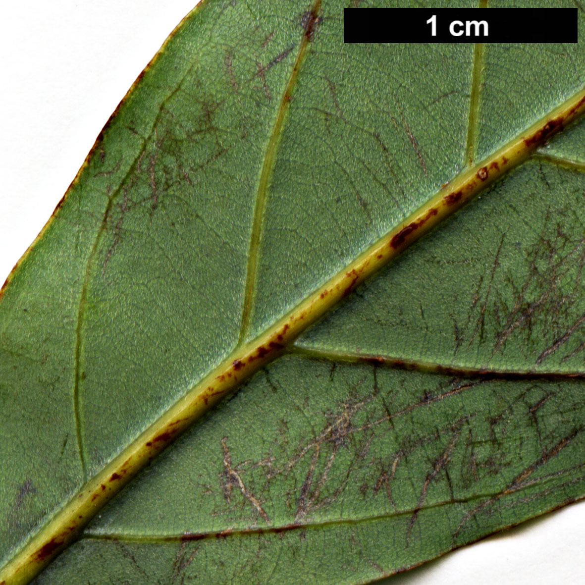 High resolution image: Family: Fagaceae - Genus: Quercus - Taxon: pentacycla