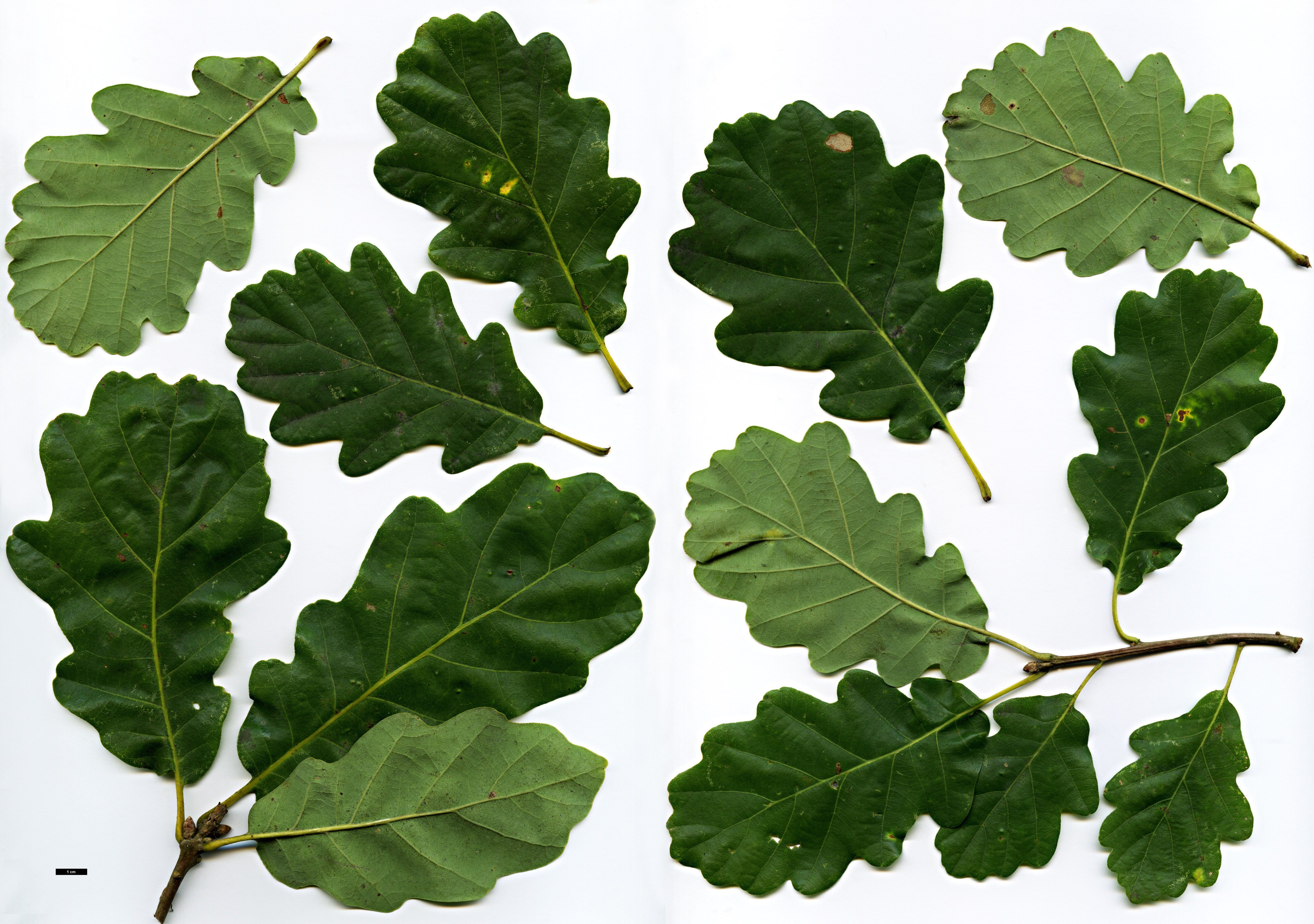 High resolution image: Family: Fagaceae - Genus: Quercus - Taxon: petraea - SpeciesSub: 'Spessart' High resolution image: Family: Fagaceae - Genus: Quercus - Taxon: petraea - SpeciesSub: 'Spessart'