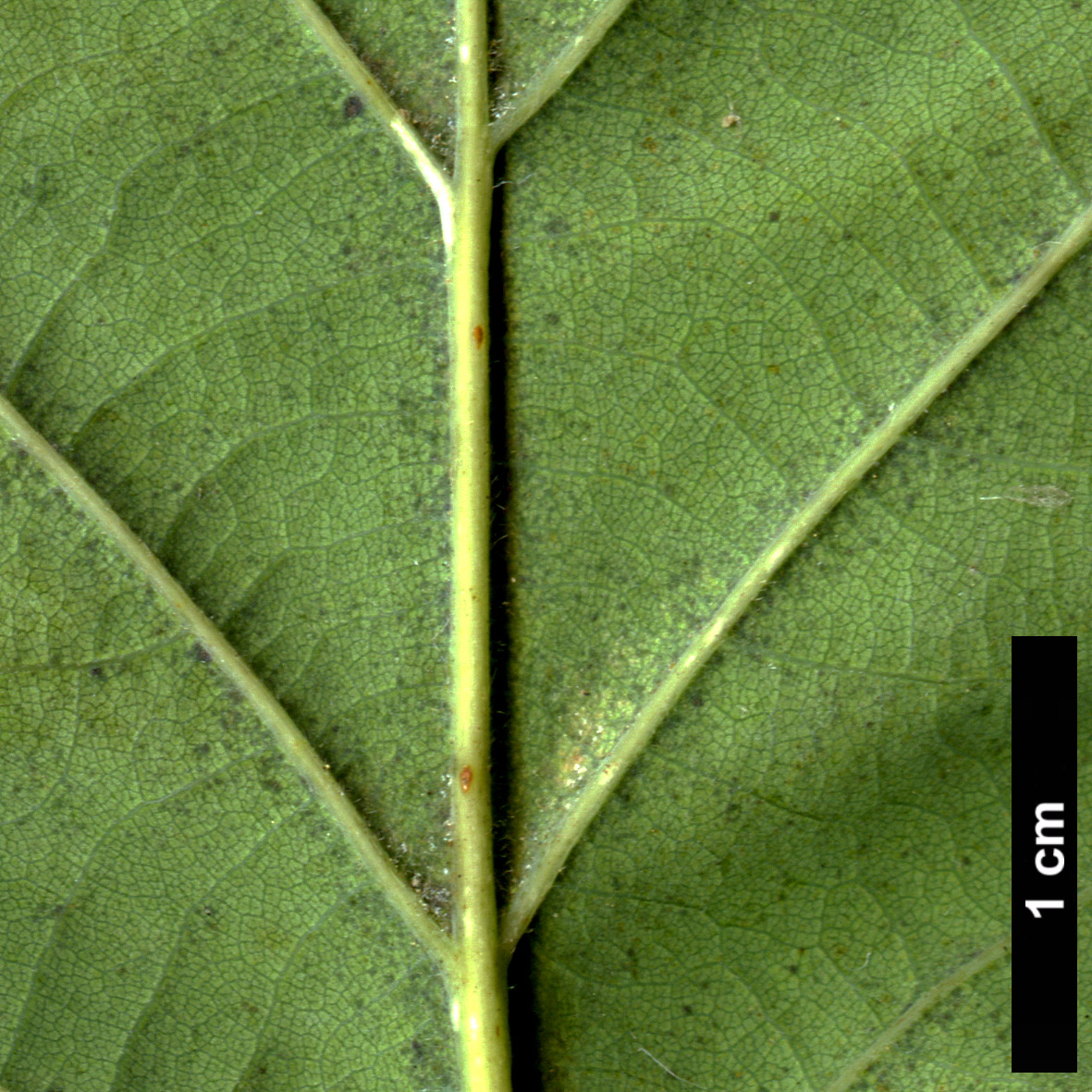 High resolution image: Family: Fagaceae - Genus: Quercus - Taxon: petraea