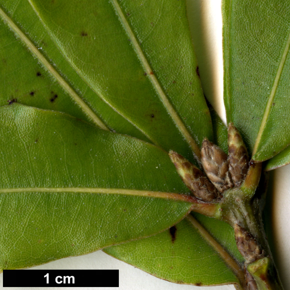 High resolution image: Family: Fagaceae - Genus: Quercus - Taxon: pinnativenulosa
