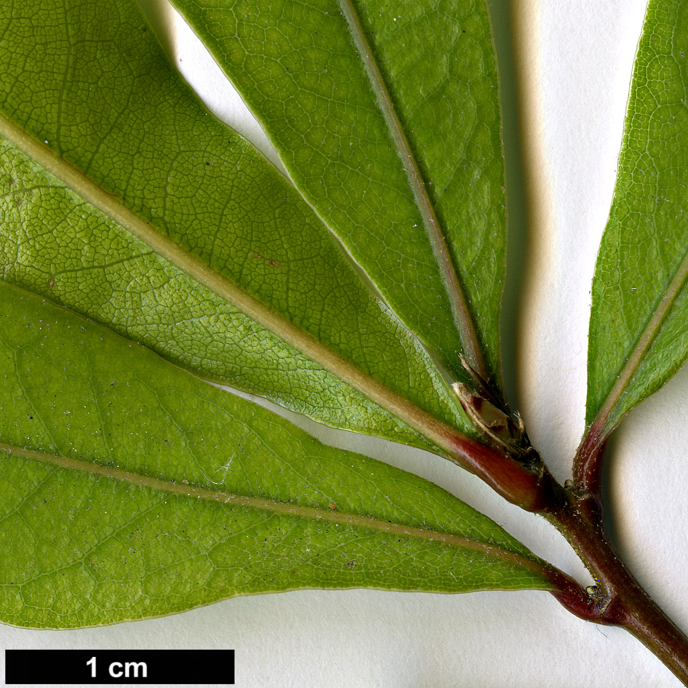 High resolution image: Family: Fagaceae - Genus: Quercus - Taxon: pinnativenulosa