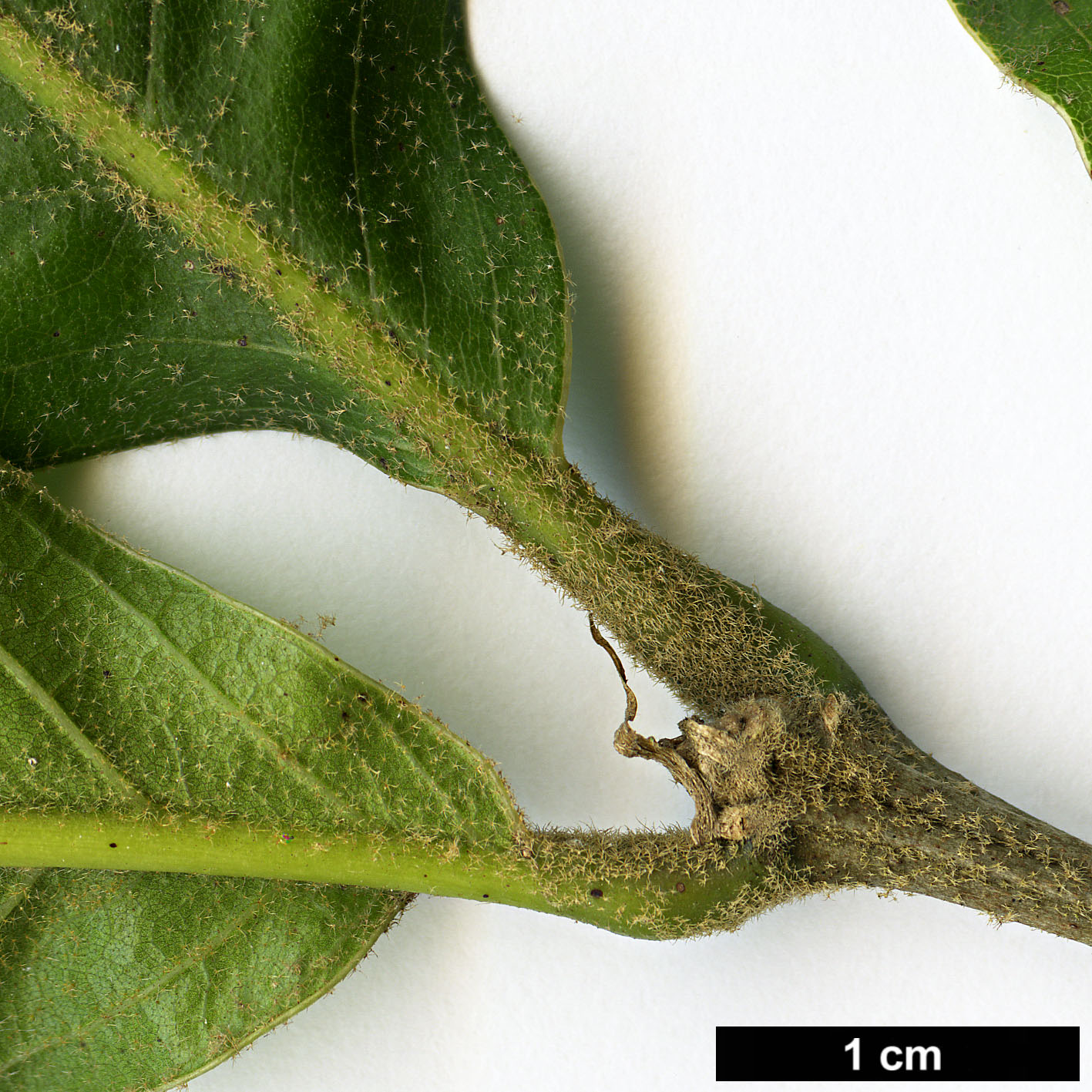 High resolution image: Family: Fagaceae - Genus: Quercus - Taxon: planipocula