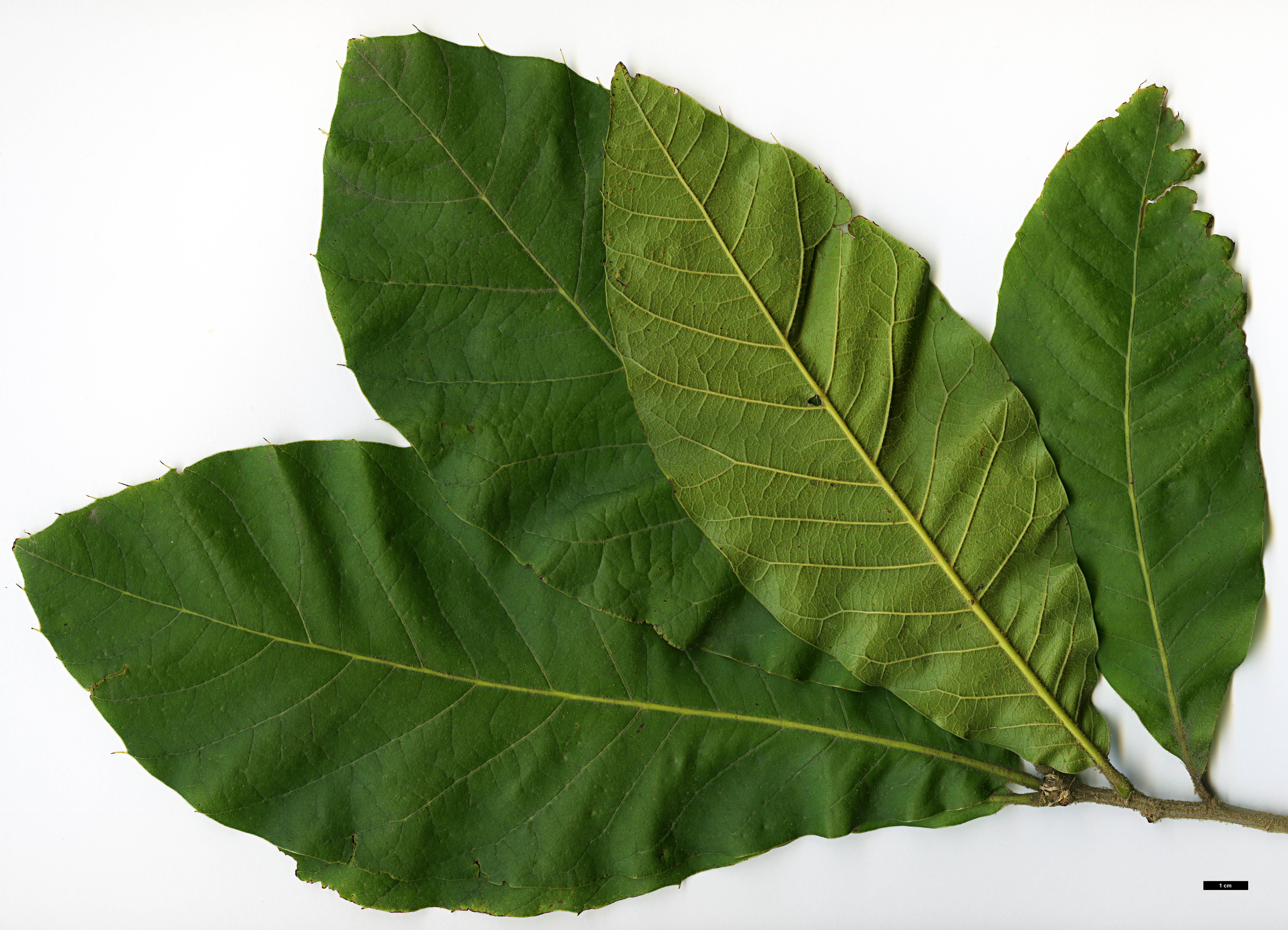 High resolution image: Family: Fagaceae - Genus: Quercus - Taxon: planipocula