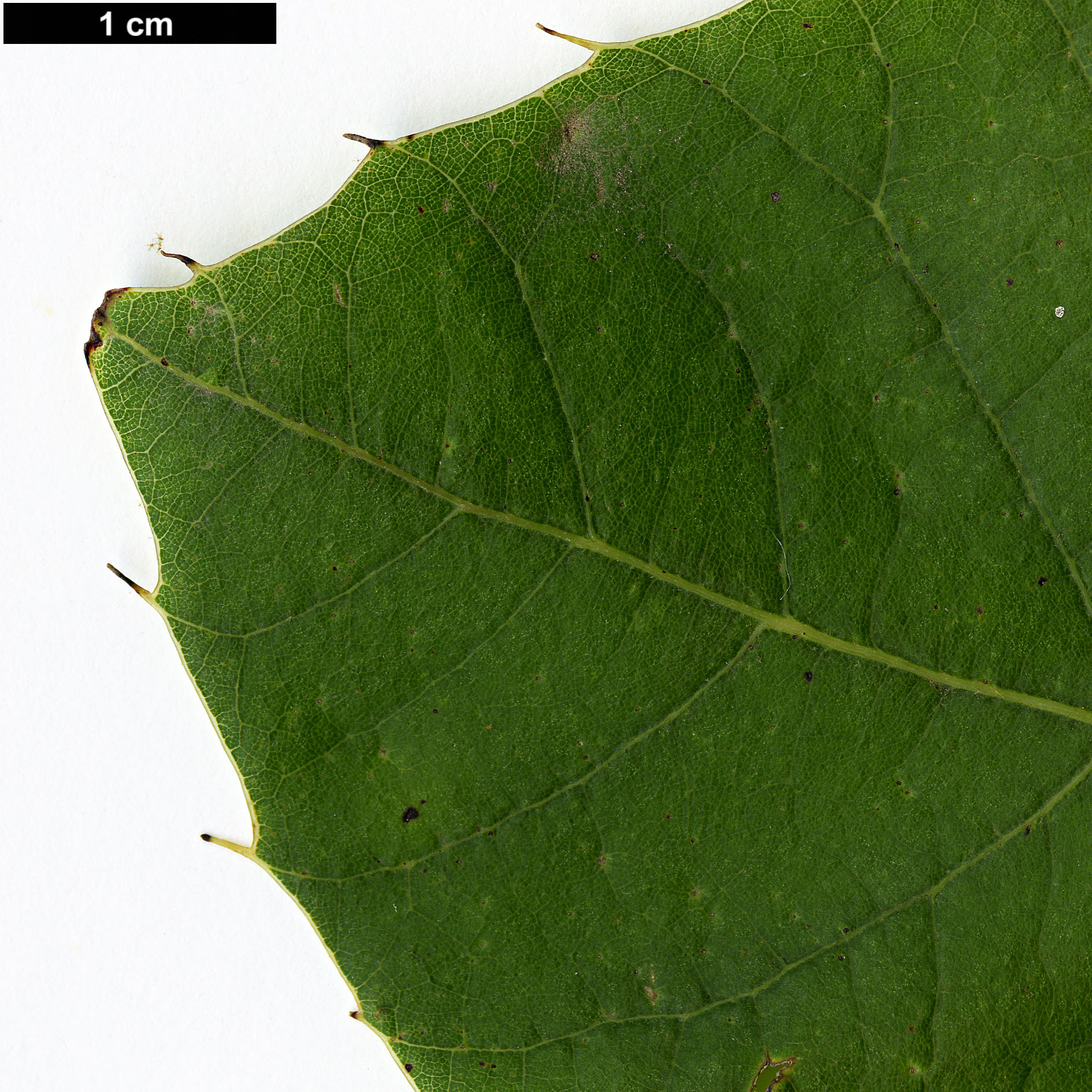 High resolution image: Family: Fagaceae - Genus: Quercus - Taxon: planipocula