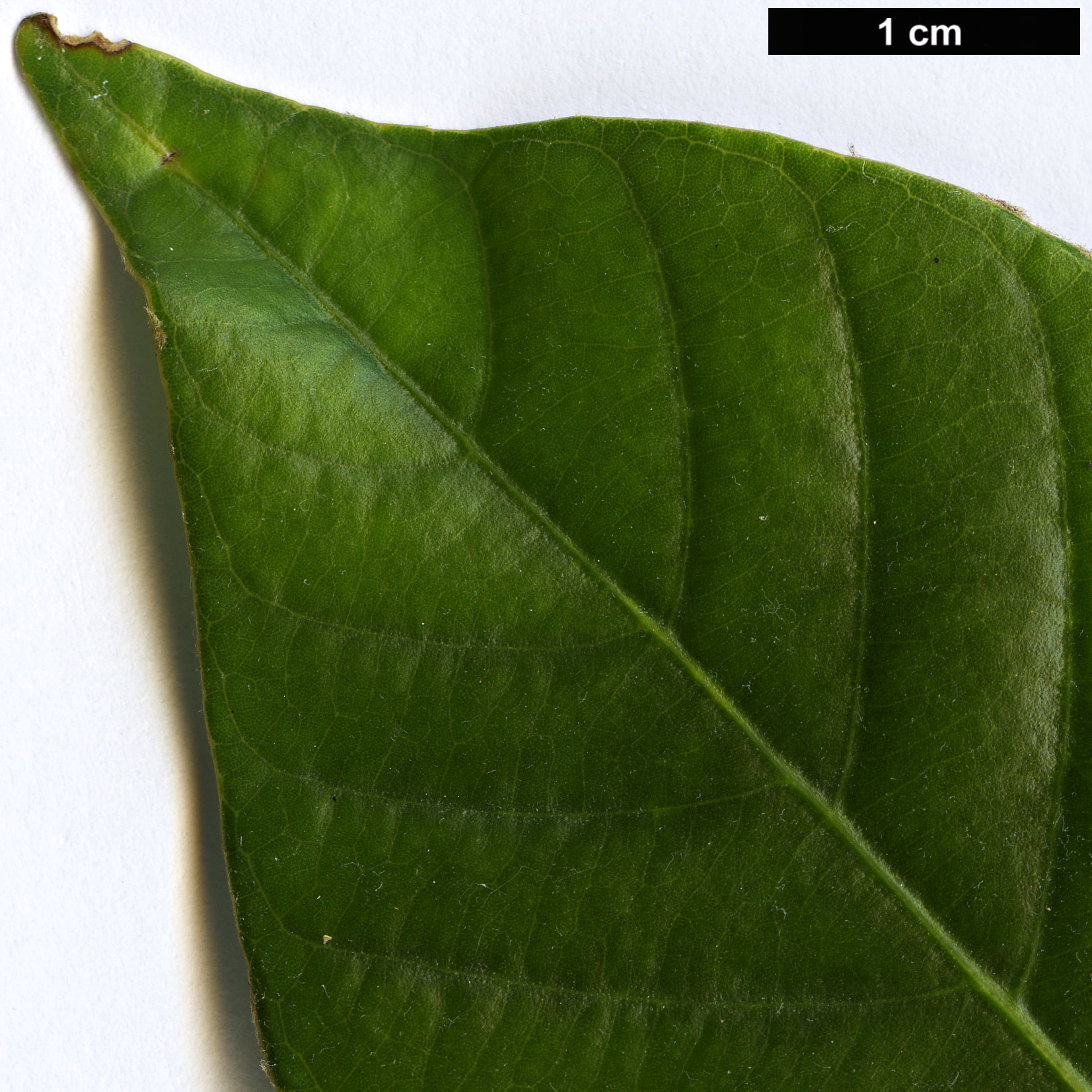High resolution image: Family: Fagaceae - Genus: Quercus - Taxon: poilanei