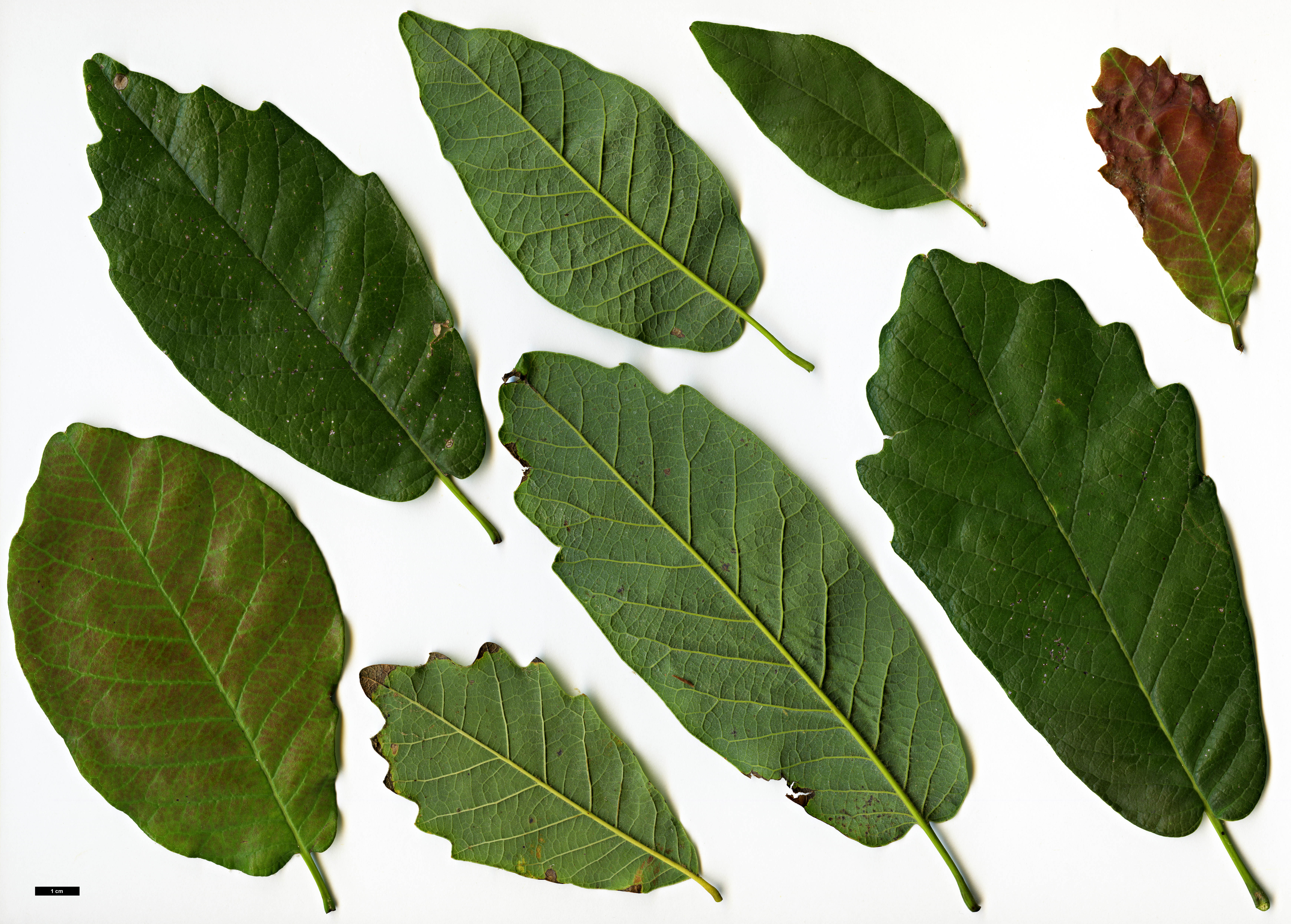 High resolution image: Family: Fagaceae - Genus: Quercus - Taxon: polymorpha