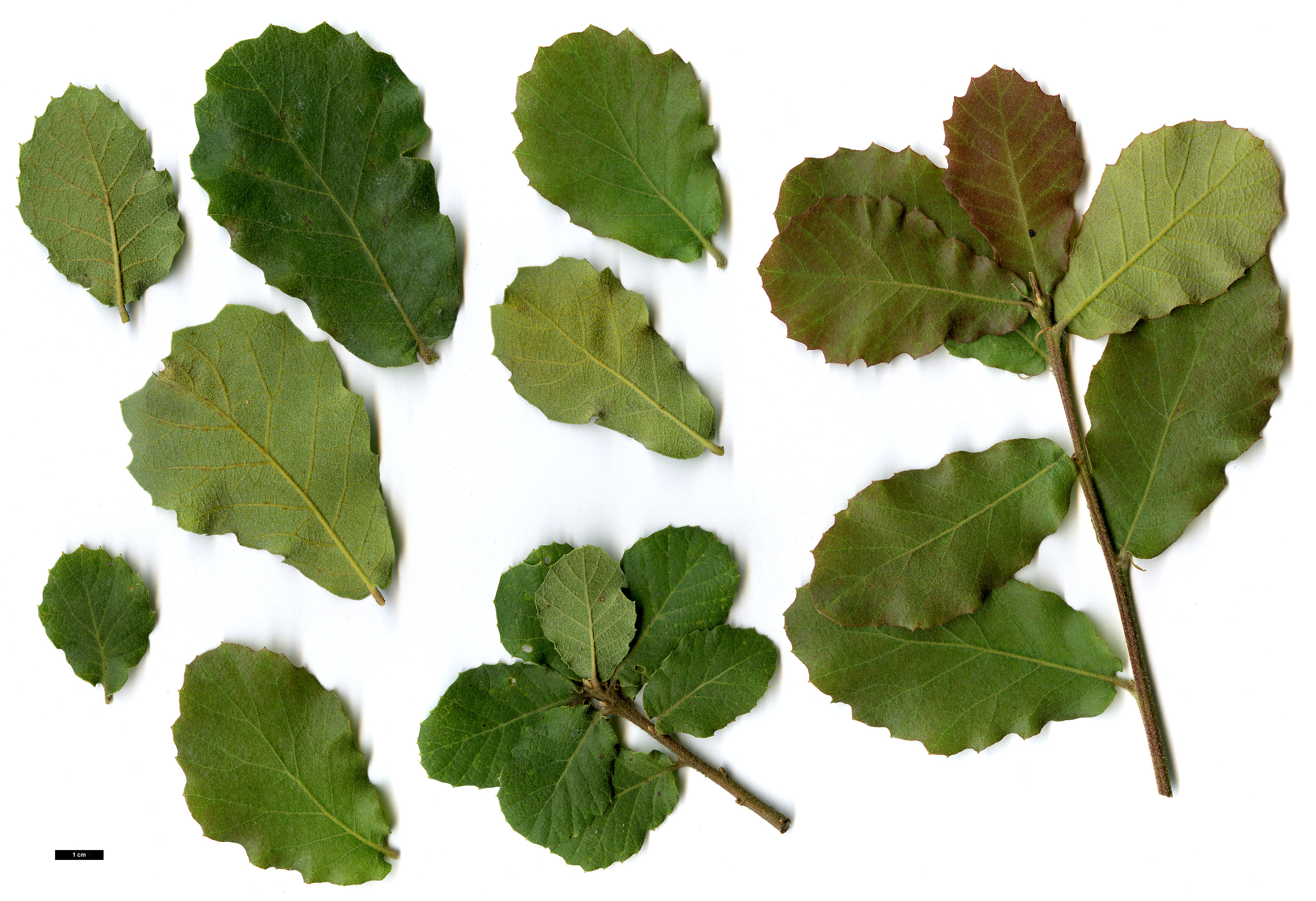 High resolution image: Family: Fagaceae - Genus: Quercus - Taxon: potosina