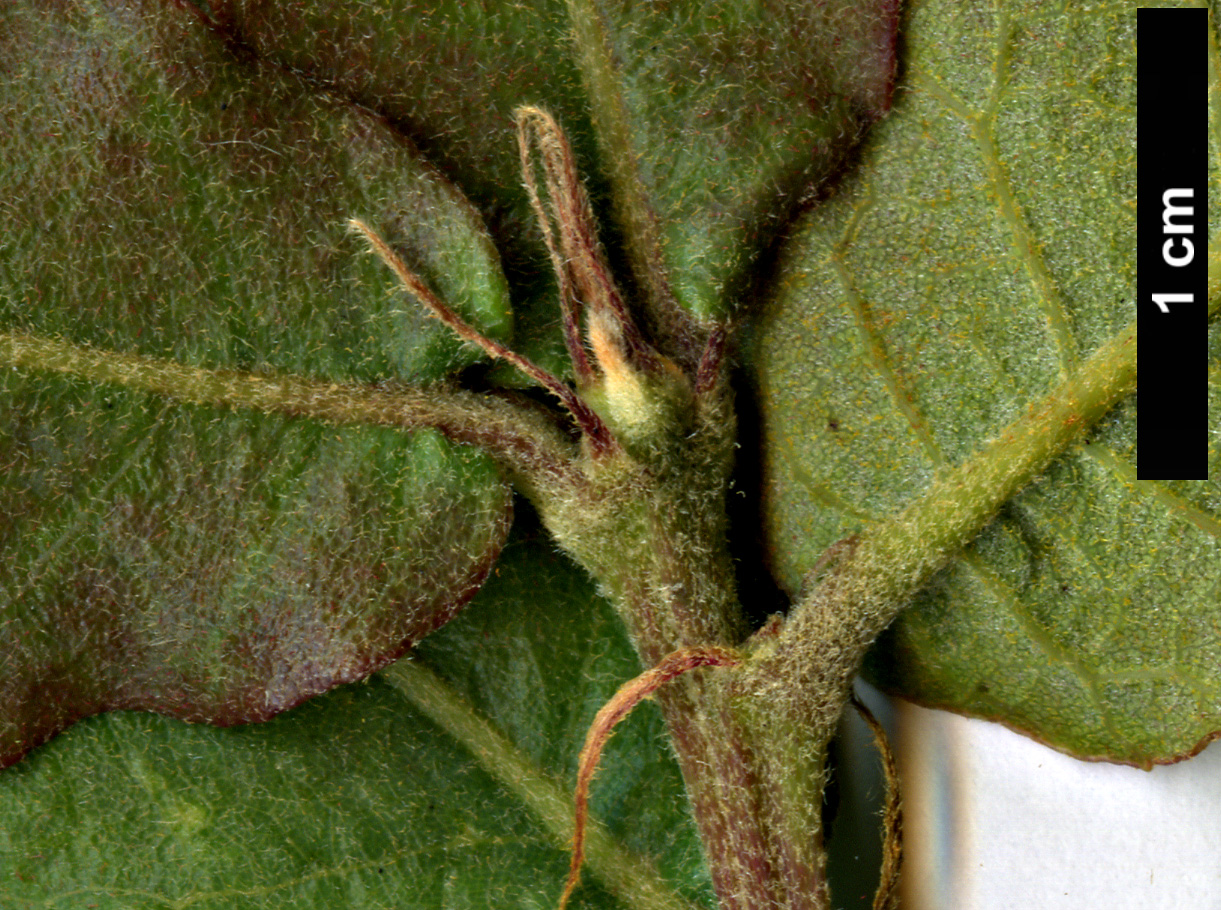 High resolution image: Family: Fagaceae - Genus: Quercus - Taxon: potosina