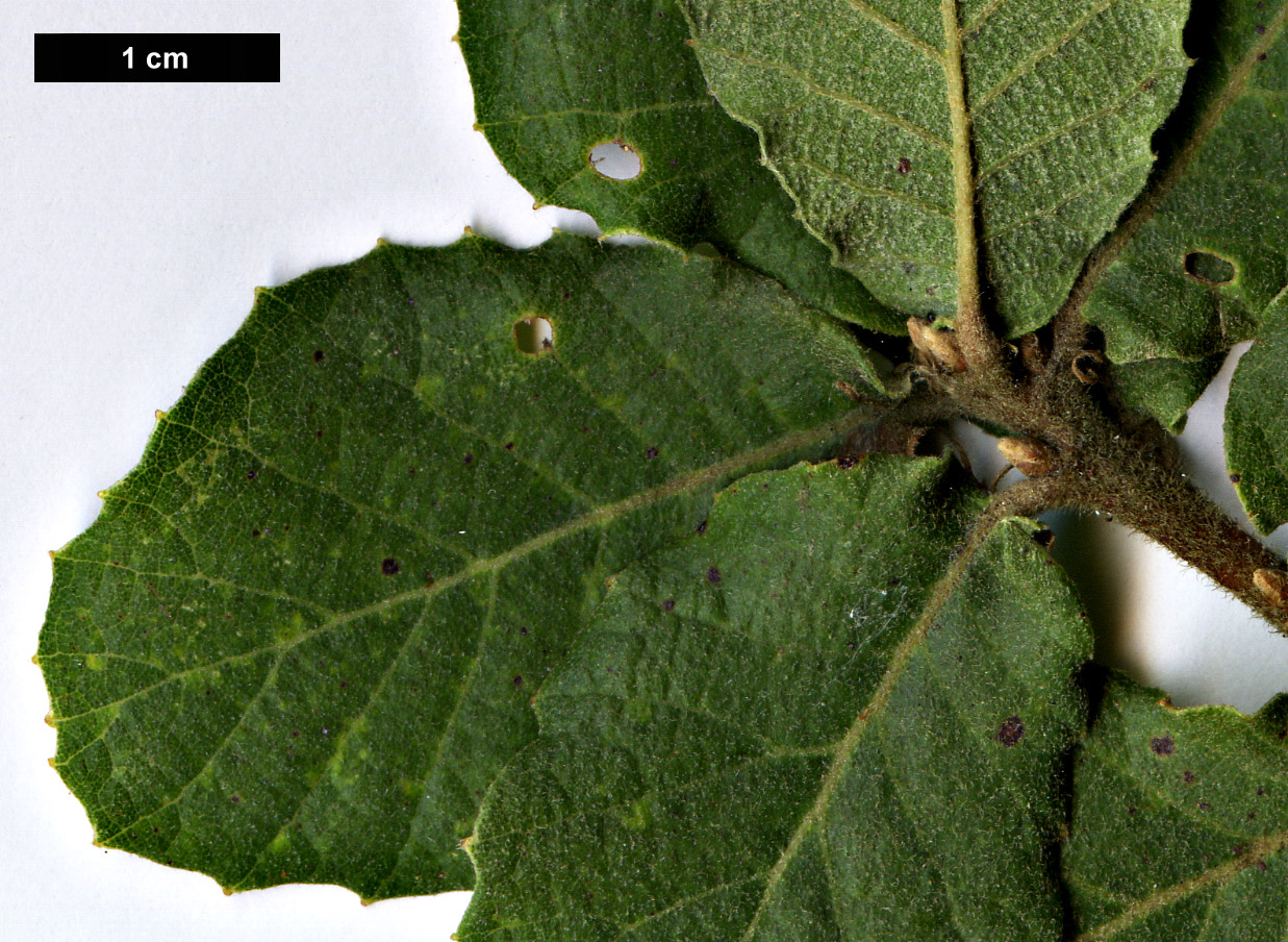 High resolution image: Family: Fagaceae - Genus: Quercus - Taxon: potosina