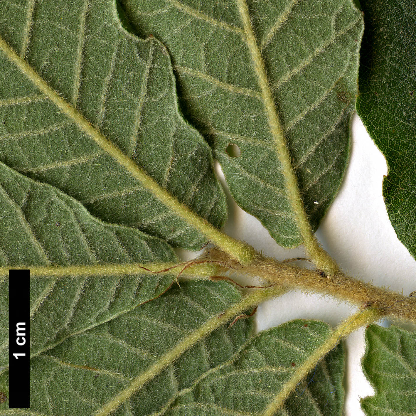 High resolution image: Family: Fagaceae - Genus: Quercus - Taxon: praeco