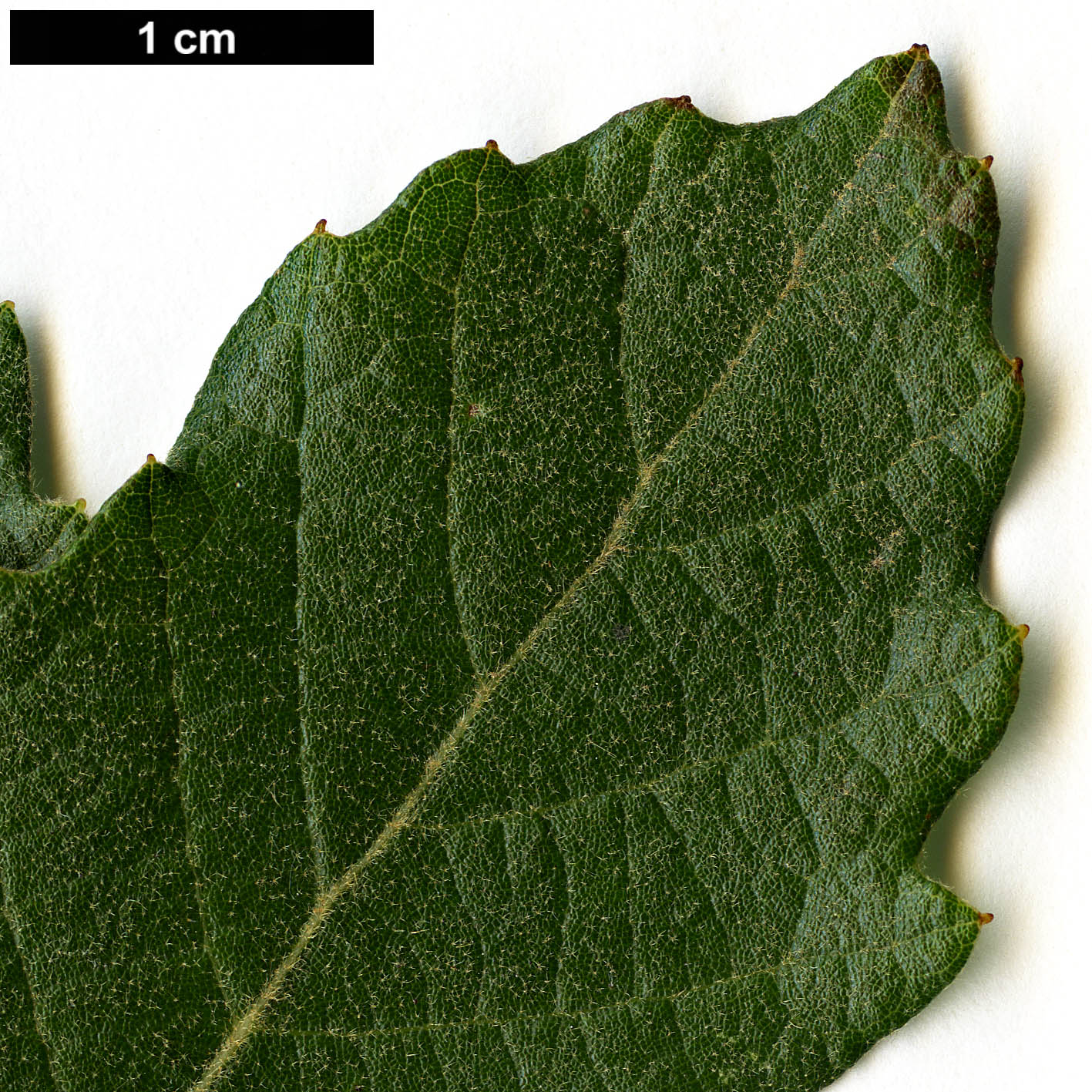 High resolution image: Family: Fagaceae - Genus: Quercus - Taxon: praeco