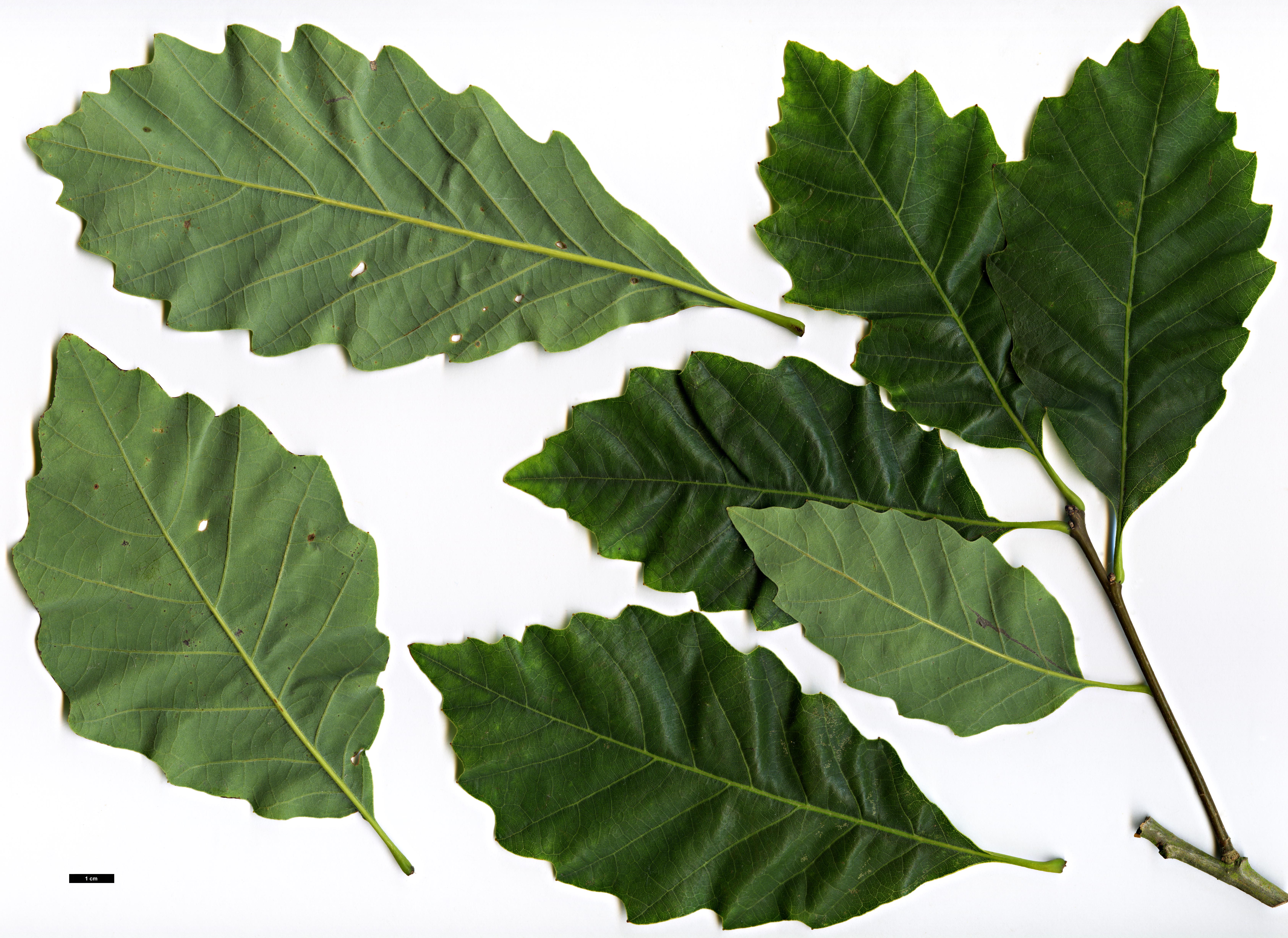 High resolution image: Family: Fagaceae - Genus: Quercus - Taxon: prinoides