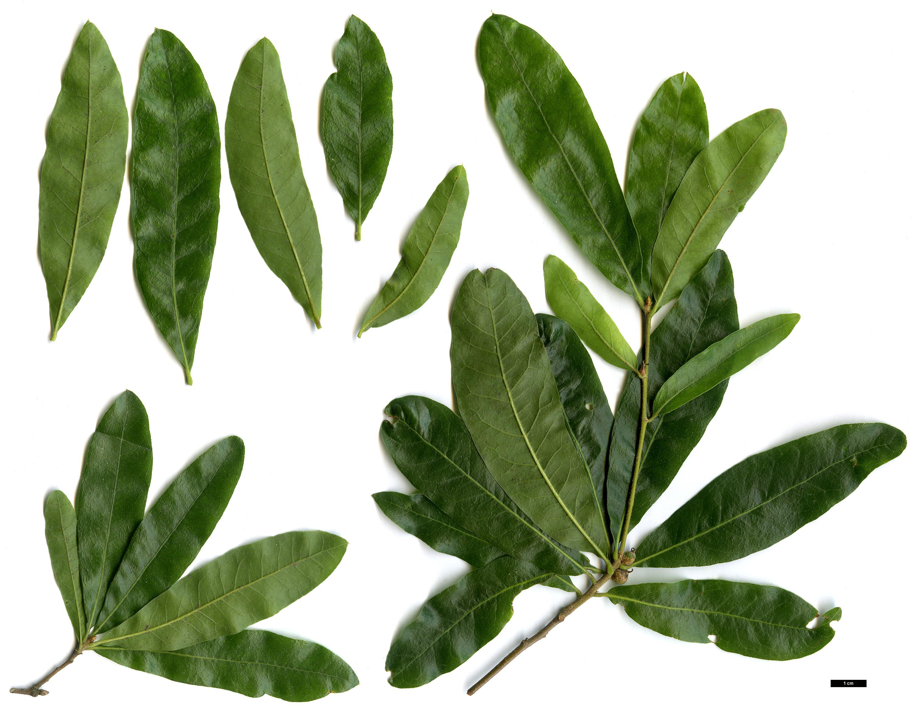 High resolution image: Family: Fagaceae - Genus: Quercus - Taxon: pumila