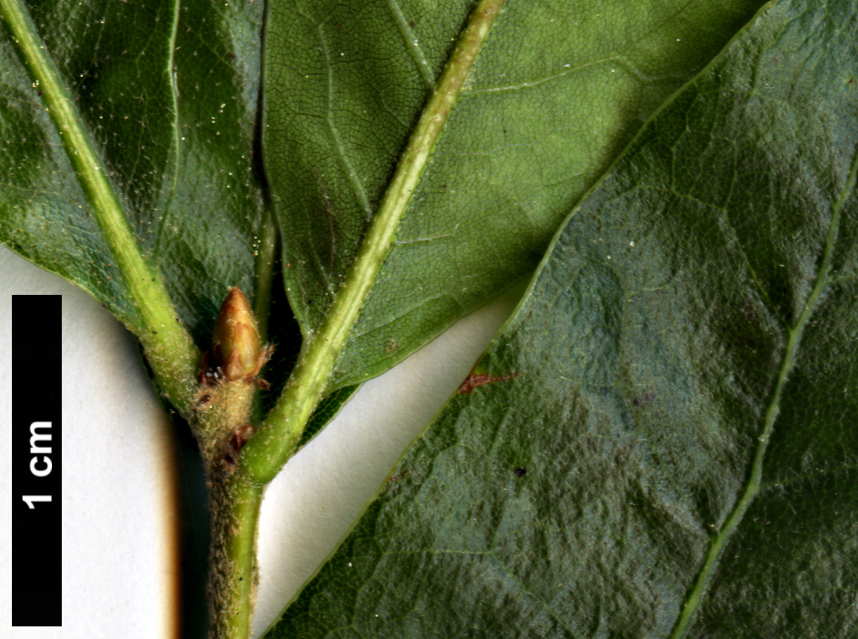High resolution image: Family: Fagaceae - Genus: Quercus - Taxon: pumila