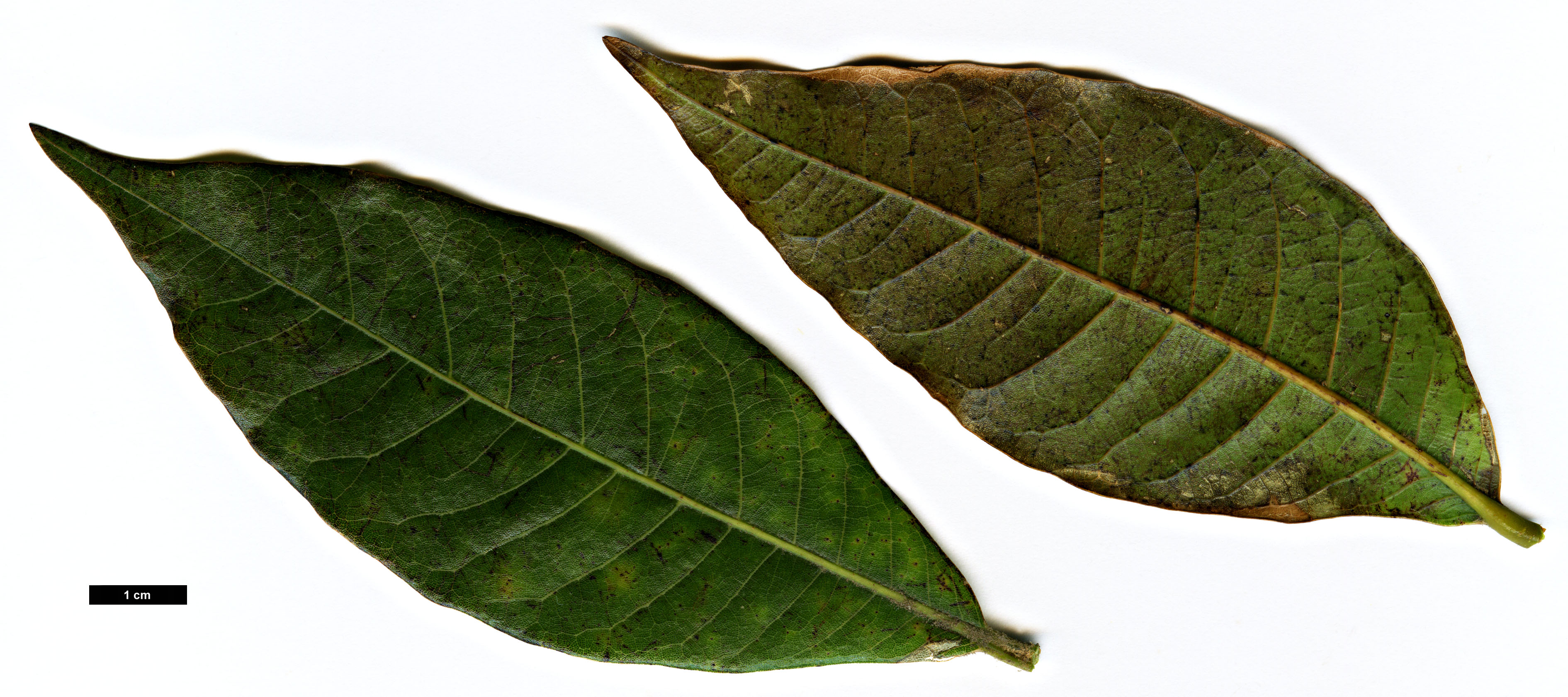 High resolution image: Family: Fagaceae - Genus: Quercus - Taxon: rapurahuensis