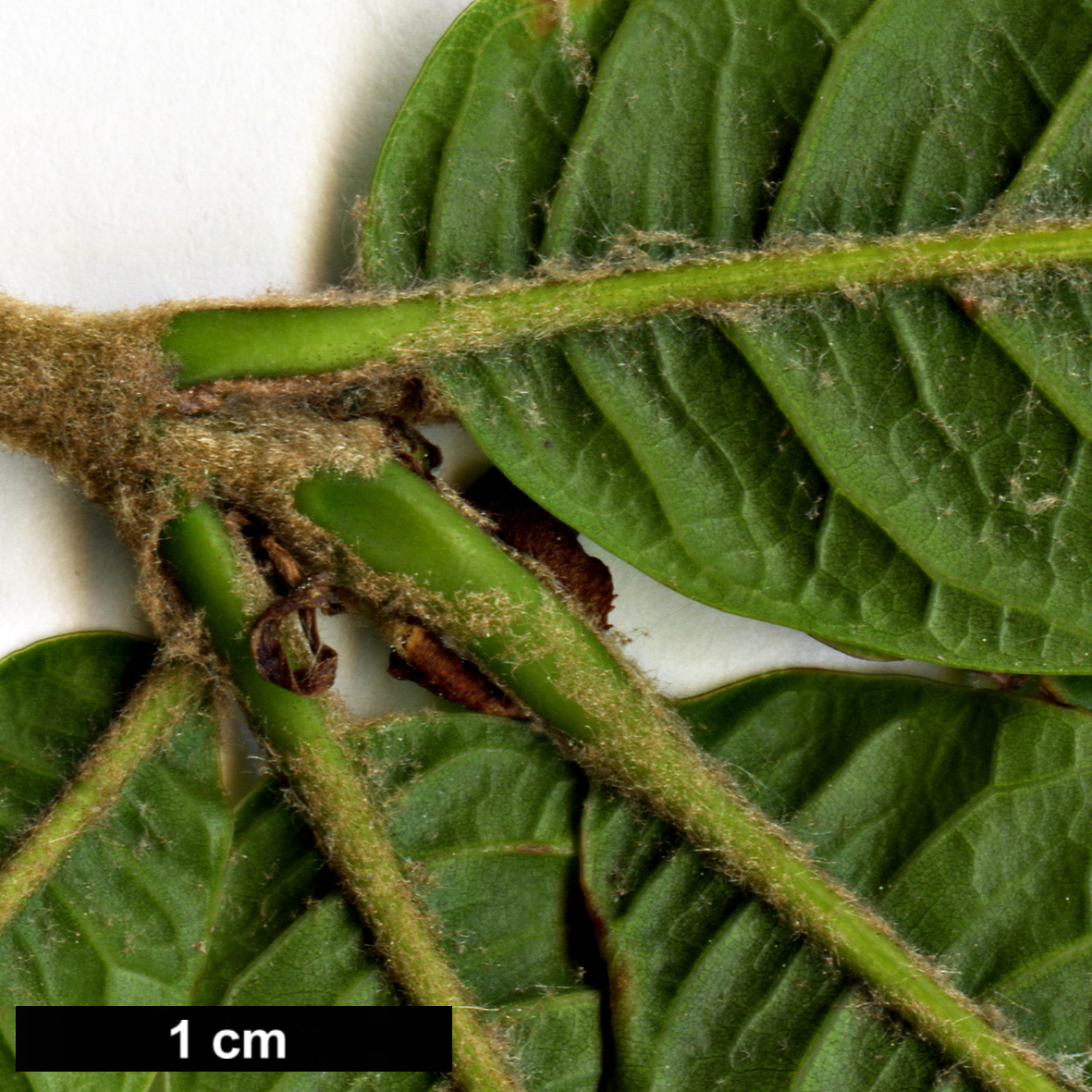 High resolution image: Family: Fagaceae - Genus: Quercus - Taxon: rapurahuensis