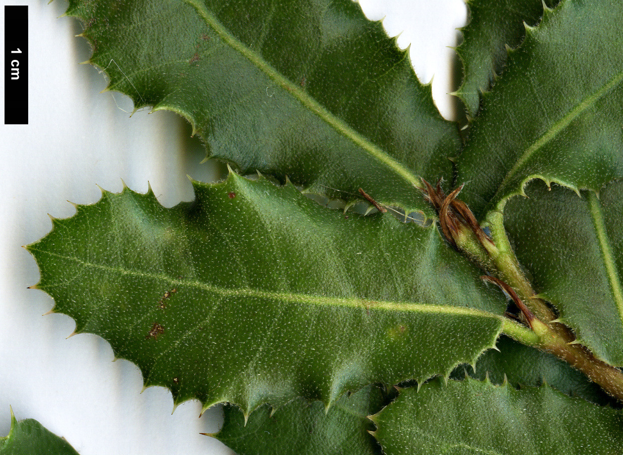 High resolution image: Family: Fagaceae - Genus: Quercus - Taxon: rehderiana