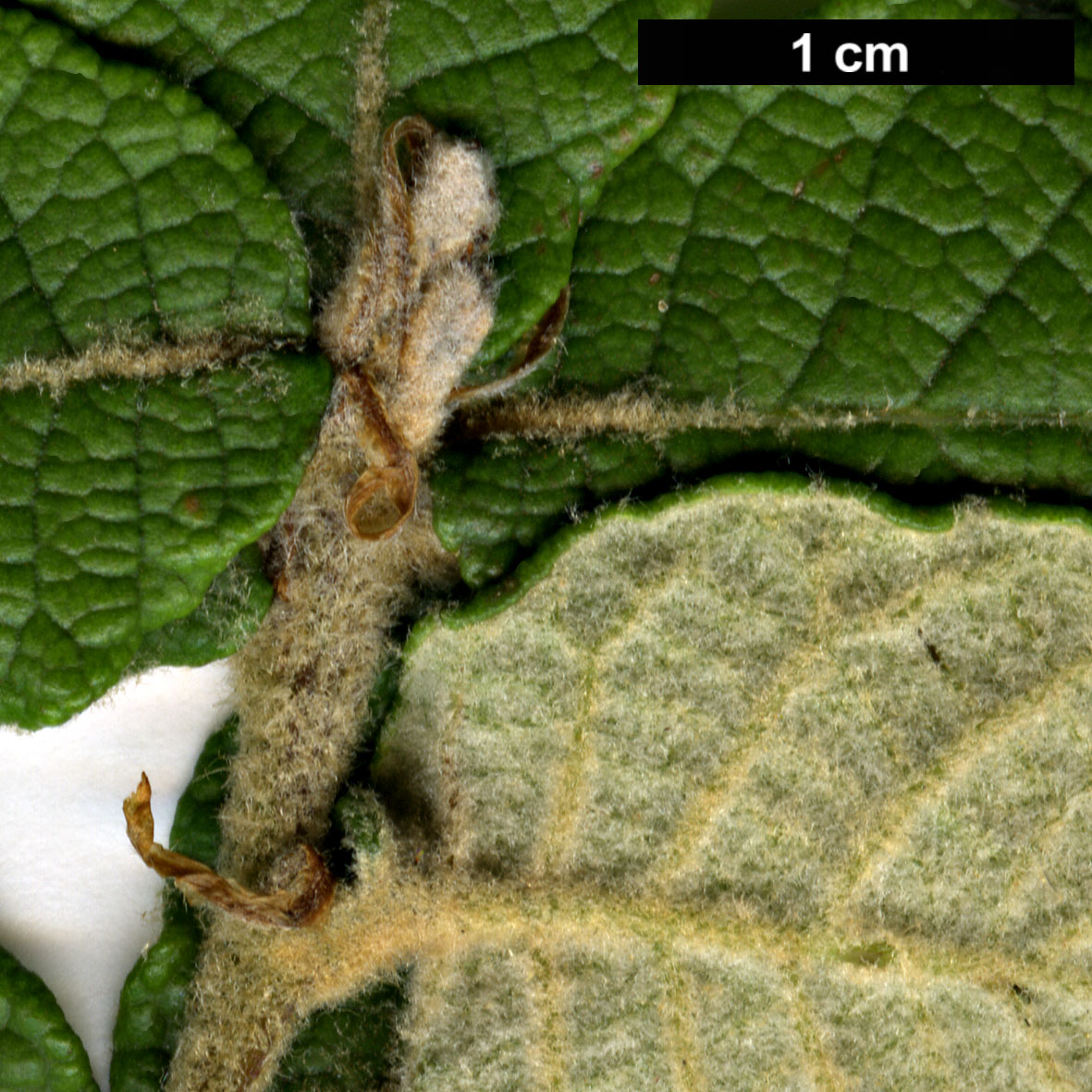 High resolution image: Family: Fagaceae - Genus: Quercus - Taxon: repanda