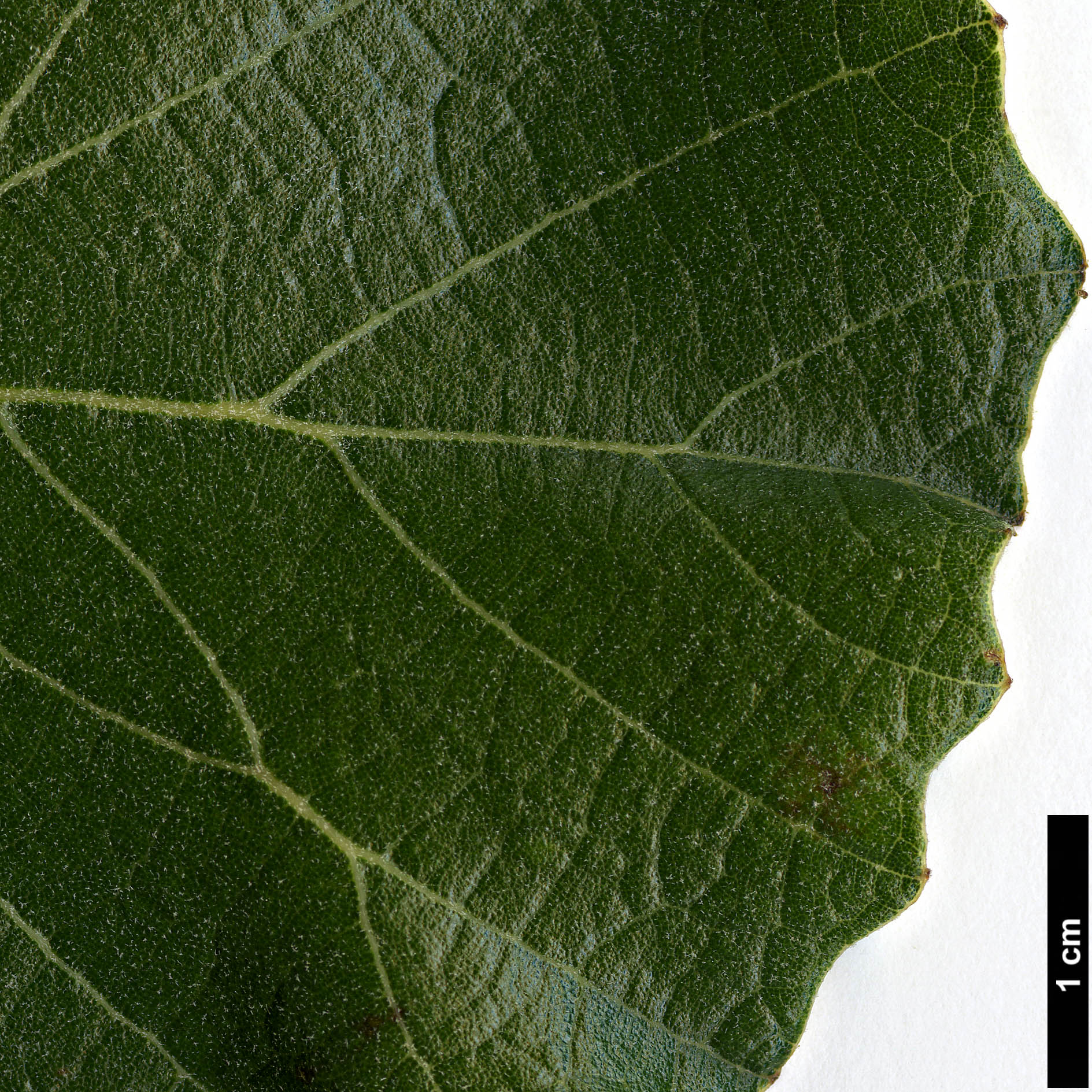 High resolution image: Family: Fagaceae - Genus: Quercus - Taxon: resinosa