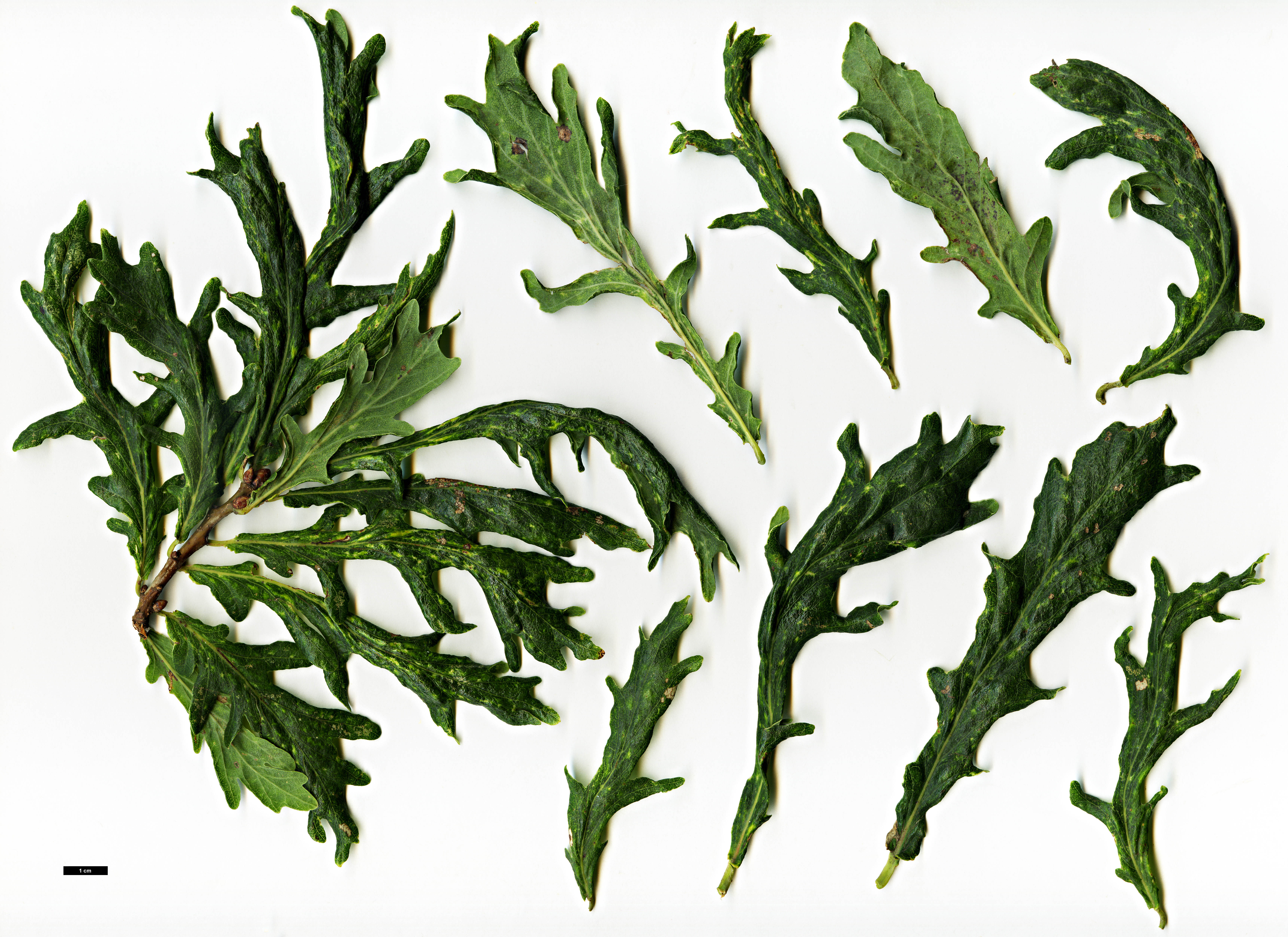 High resolution image: Family: Fagaceae - Genus: Quercus - Taxon: robur - SpeciesSub: 'Strypemonde'