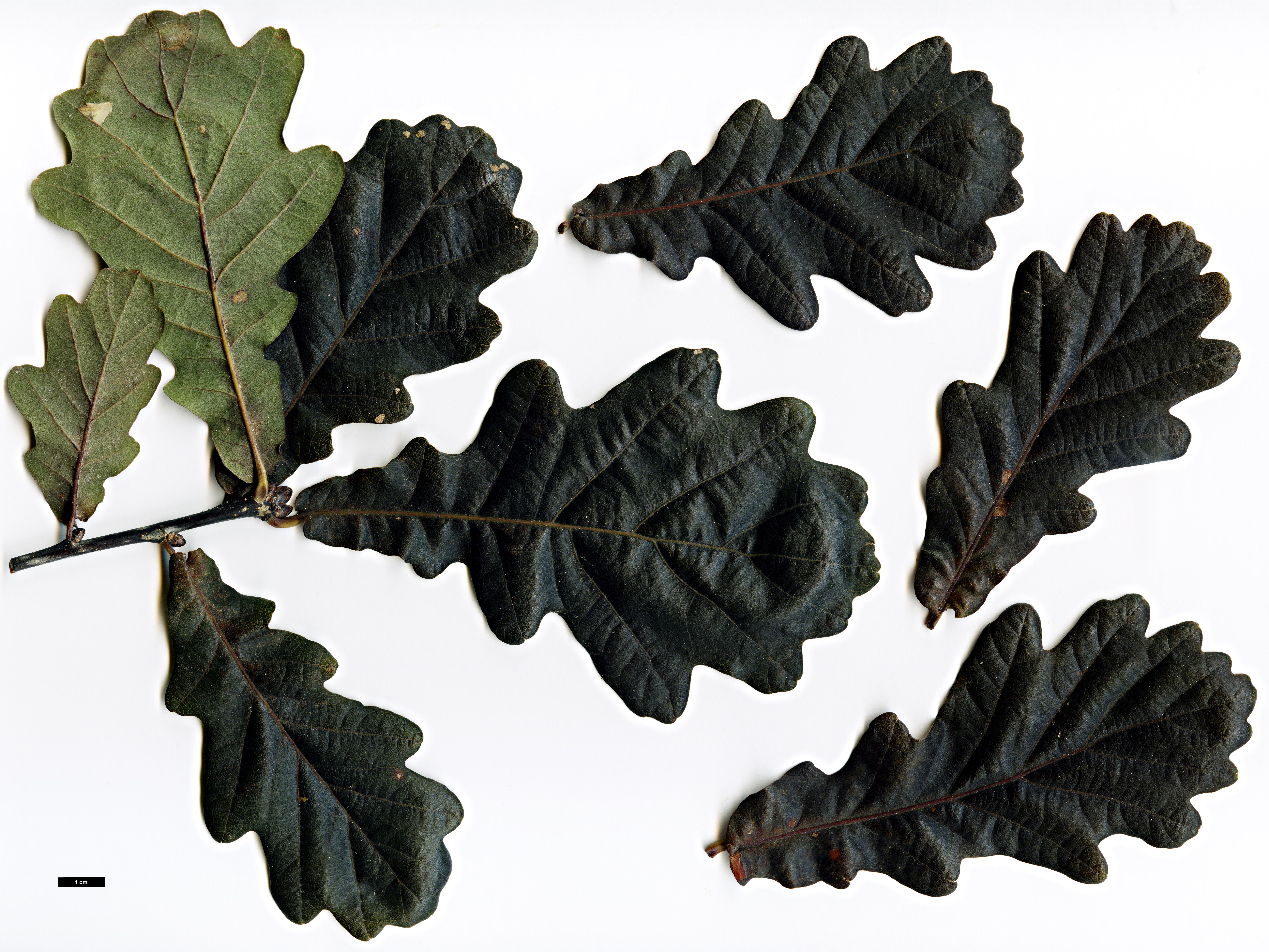 High resolution image: Family: Fagaceae - Genus: Quercus - Taxon: robur - SpeciesSub: 'Timuki'