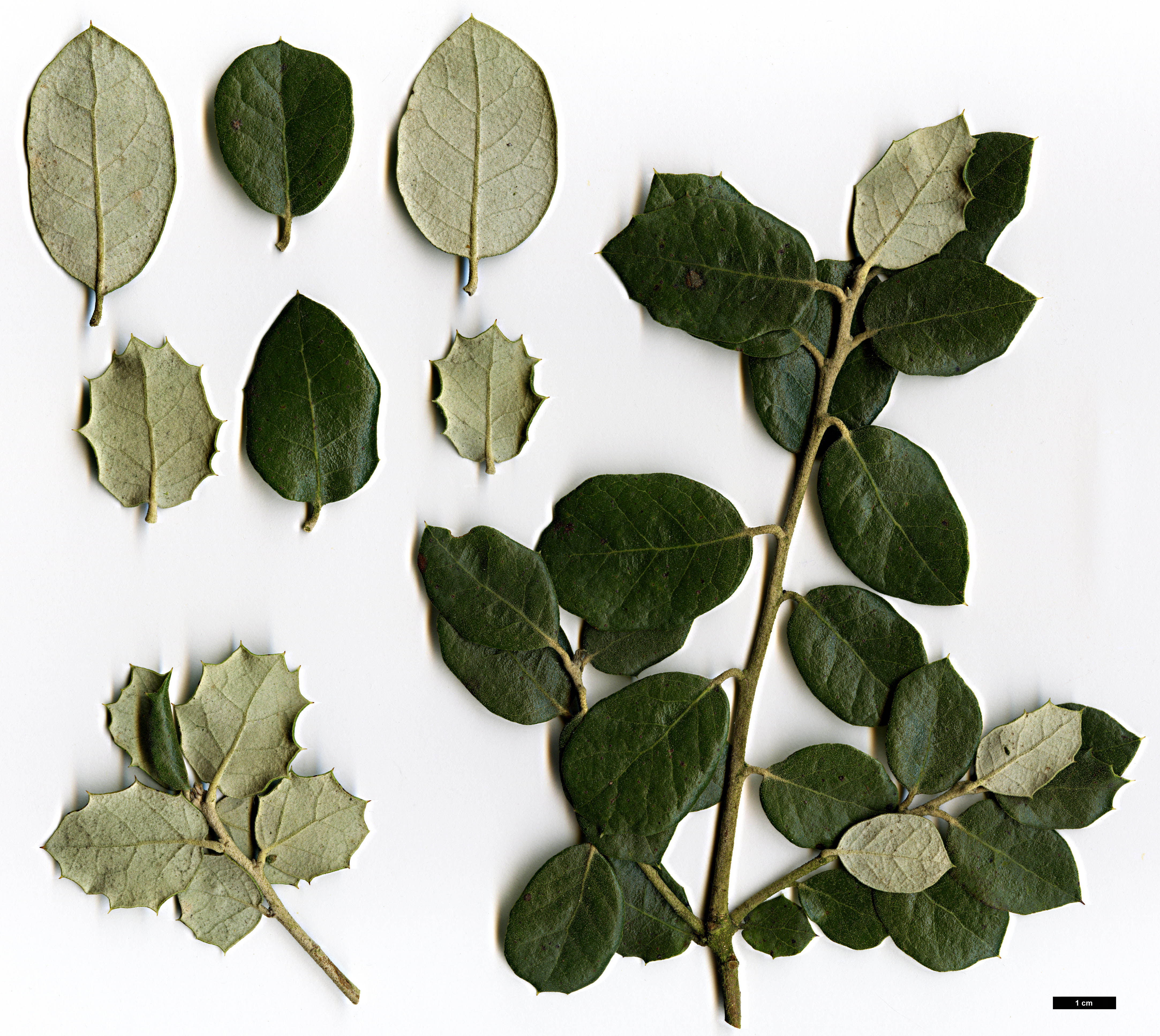 High resolution image: Family: Fagaceae - Genus: Quercus - Taxon: rotundifolia High resolution image: Family: Fagaceae - Genus: Quercus - Taxon: rotundifolia