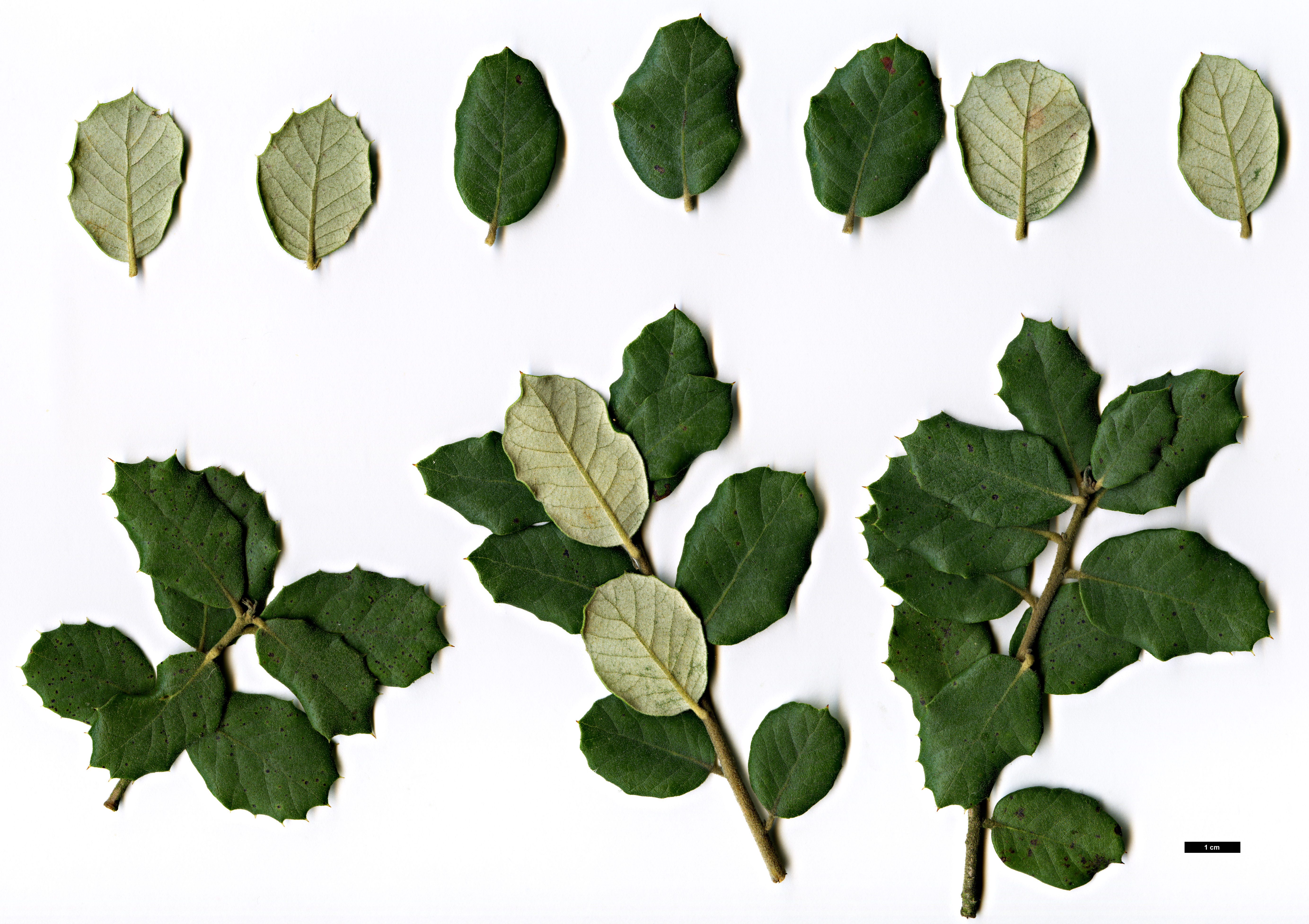 High resolution image: Family: Fagaceae - Genus: Quercus - Taxon: rotundifolia High resolution image: Family: Fagaceae - Genus: Quercus - Taxon: rotundifolia