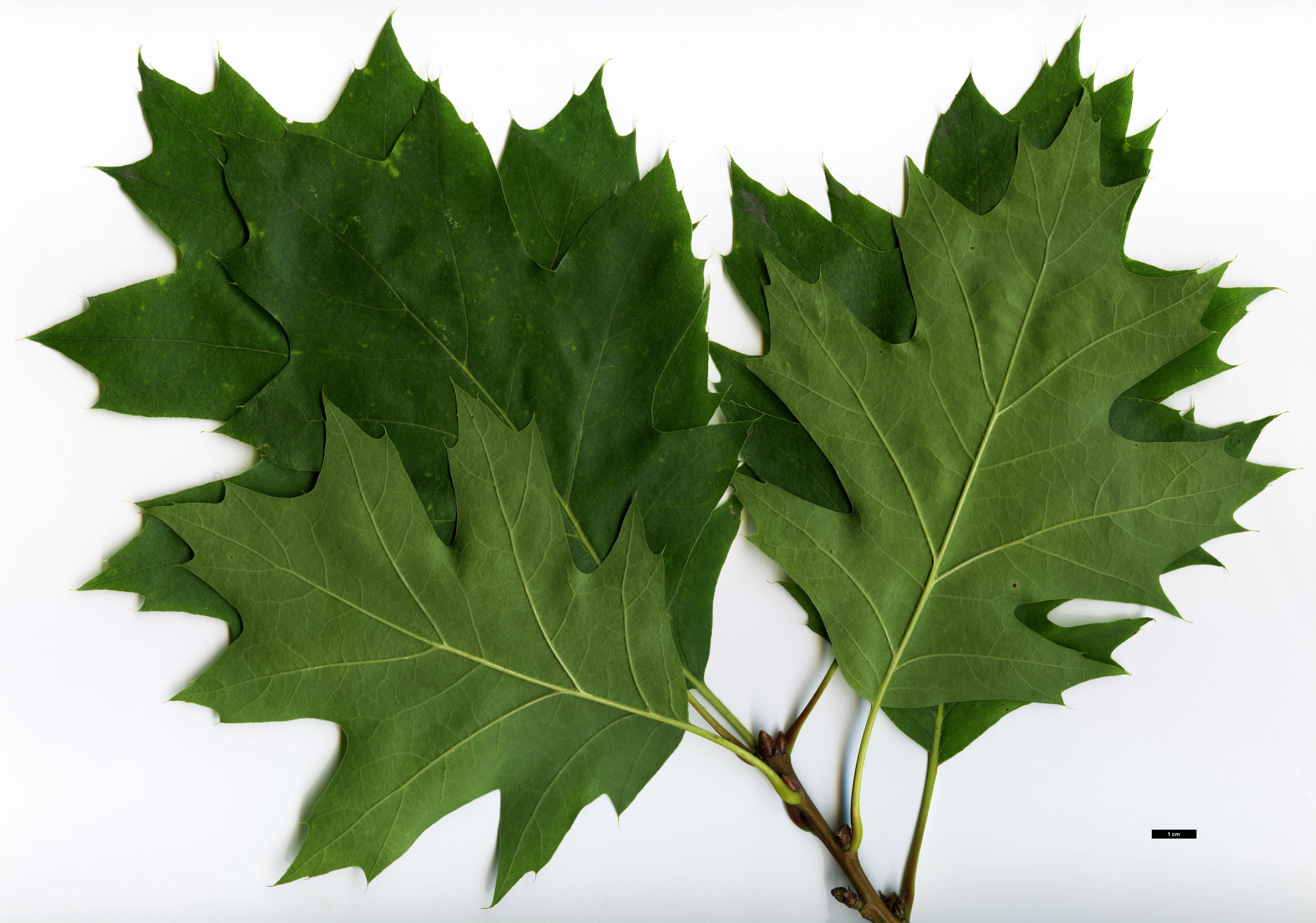 High resolution image: Family: Fagaceae - Genus: Quercus - Taxon: rubra