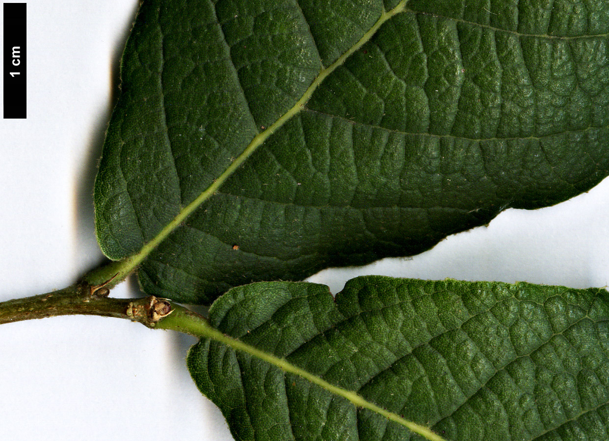 High resolution image: Family: Fagaceae - Genus: Quercus - Taxon: rugosa