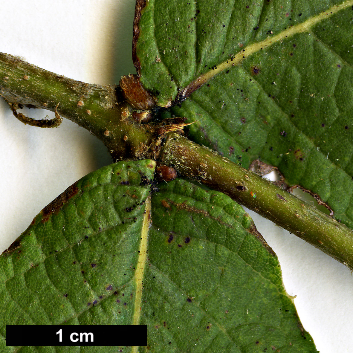 High resolution image: Family: Fagaceae - Genus: Quercus - Taxon: rugosa