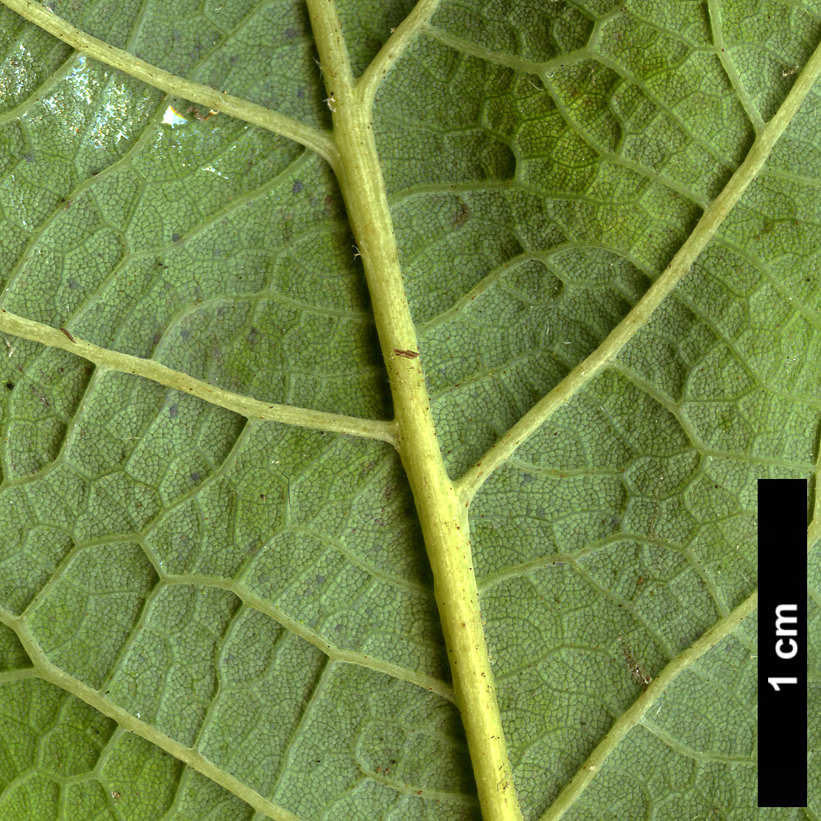 High resolution image: Family: Fagaceae - Genus: Quercus - Taxon: rugosa