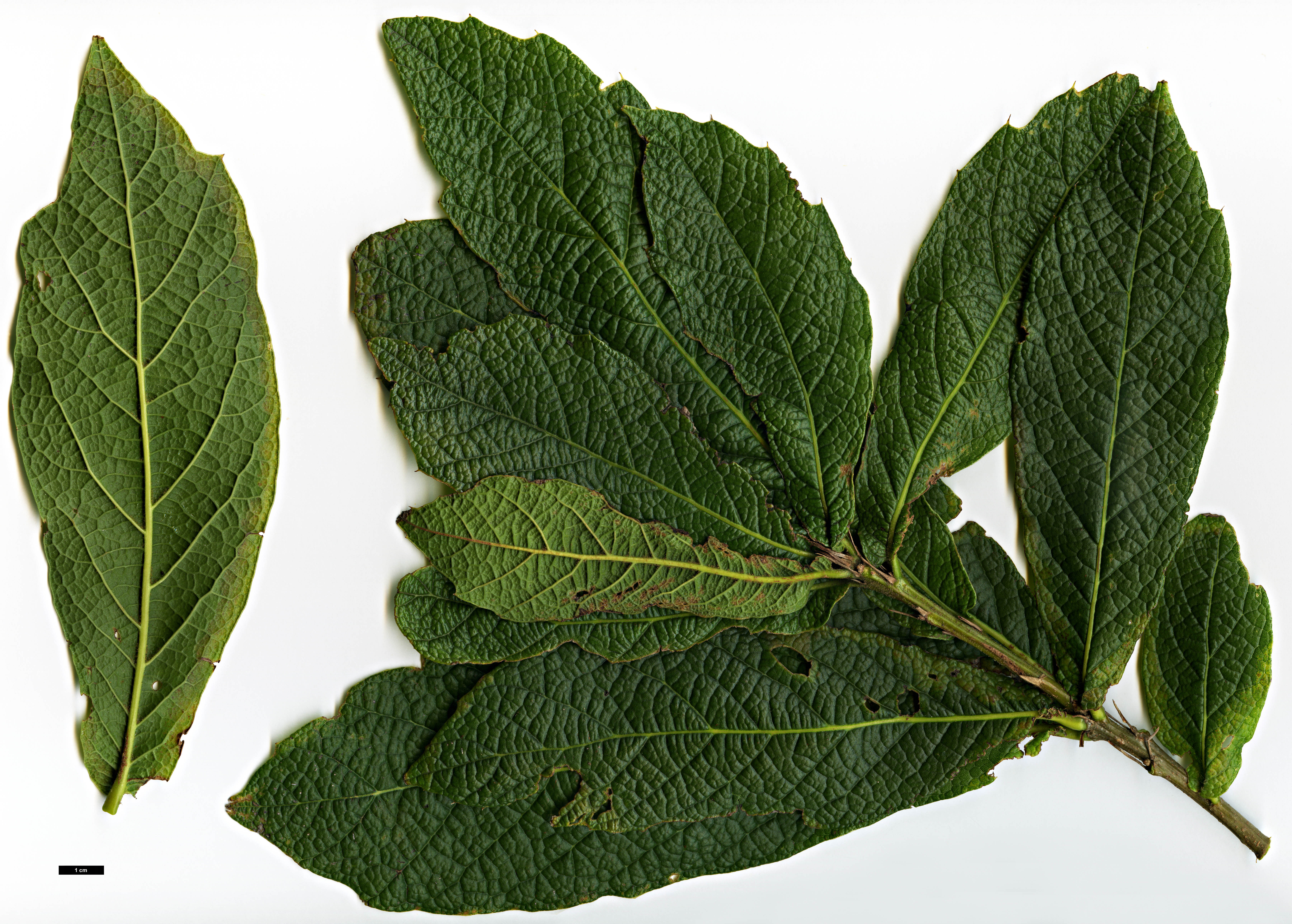 High resolution image: Family: Fagaceae - Genus: Quercus - Taxon: rysophylla High resolution image: Family: Fagaceae - Genus: Quercus - Taxon: rysophylla