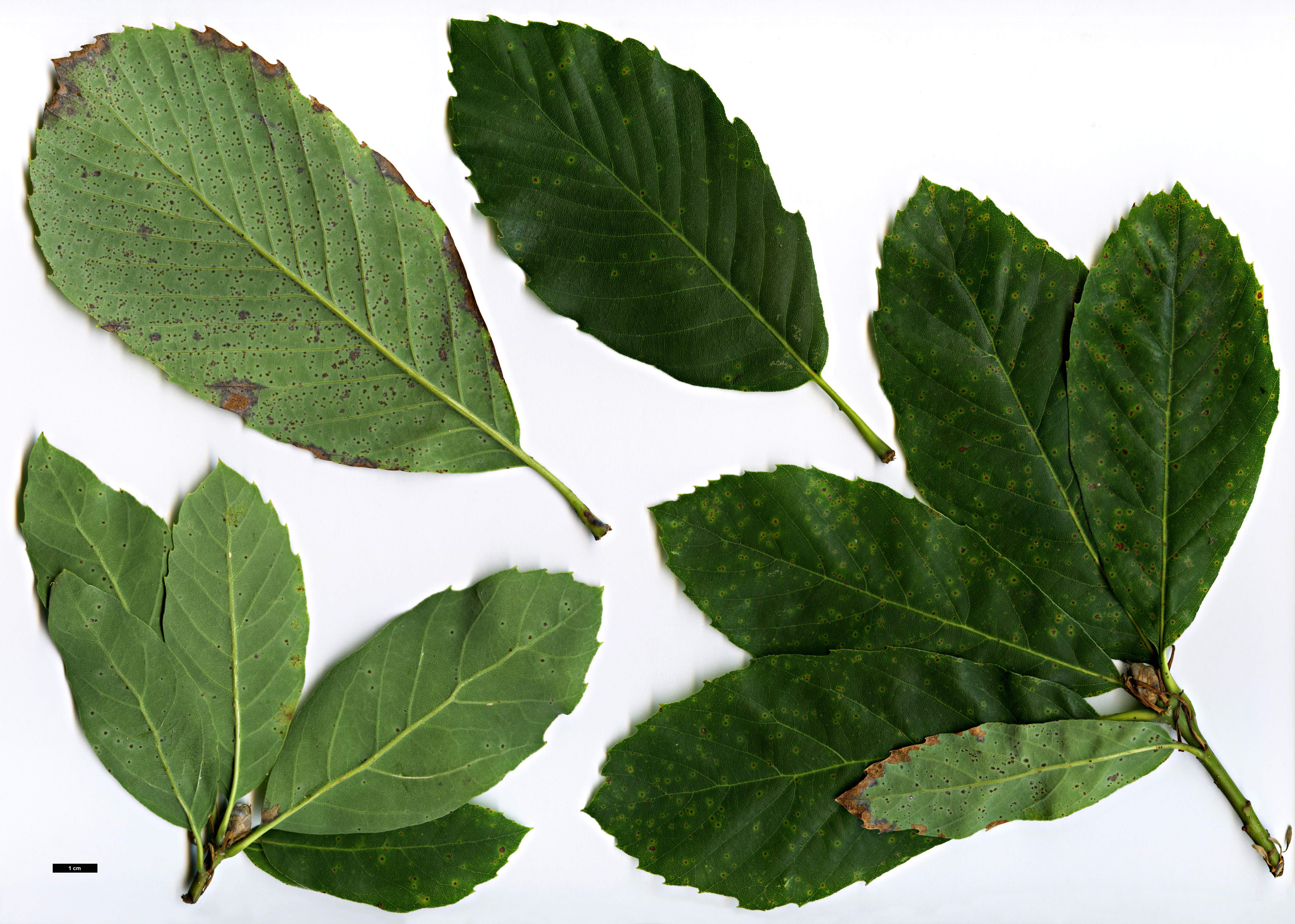 High resolution image: Family: Fagaceae - Genus: Quercus - Taxon: sadleriana