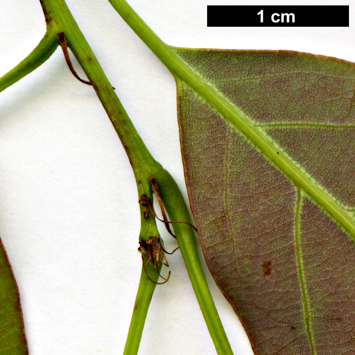 High resolution image: Family: Fagaceae - Genus: Quercus - Taxon: salicina