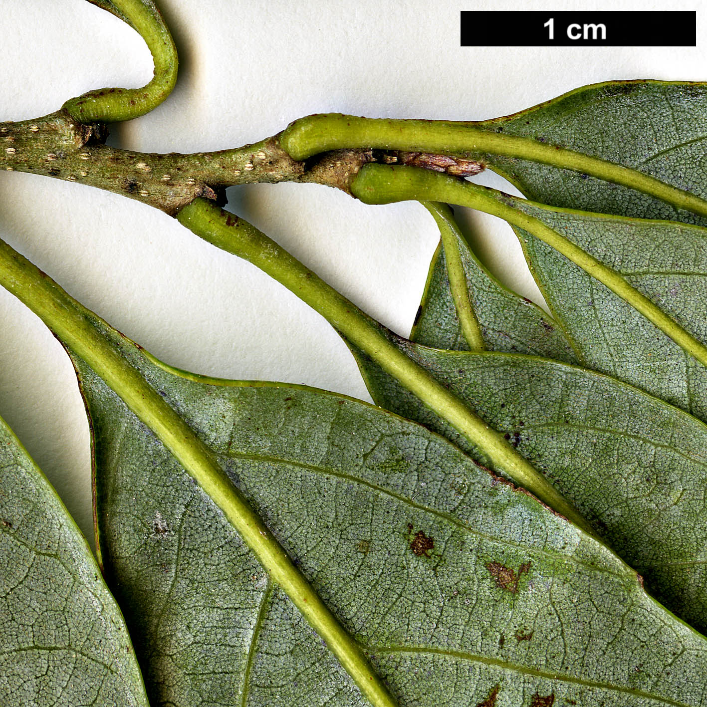 High resolution image: Family: Fagaceae - Genus: Quercus - Taxon: salicina