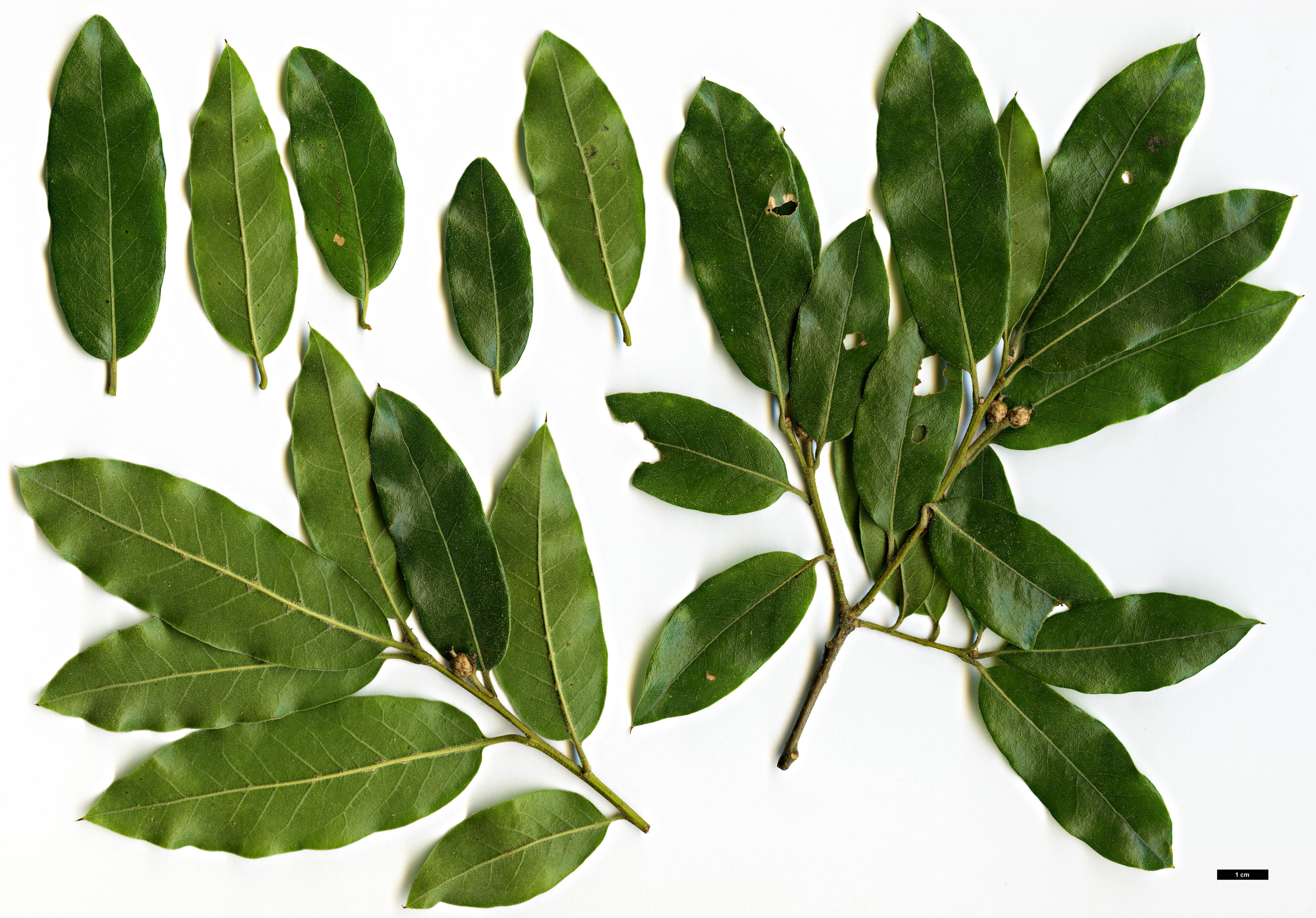 High resolution image: Family: Fagaceae - Genus: Quercus - Taxon: sapotifolia