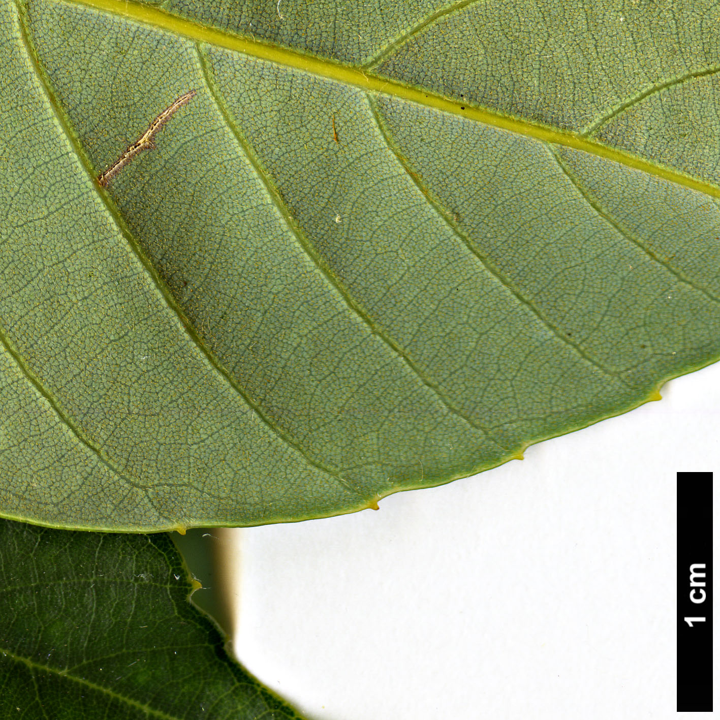 High resolution image: Family: Fagaceae - Genus: Quercus - Taxon: saravanensis