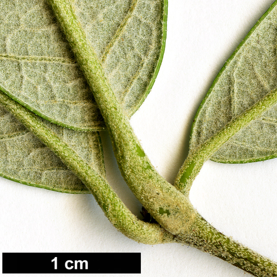 High resolution image: Family: Fagaceae - Genus: Quercus - Taxon: scytophylla