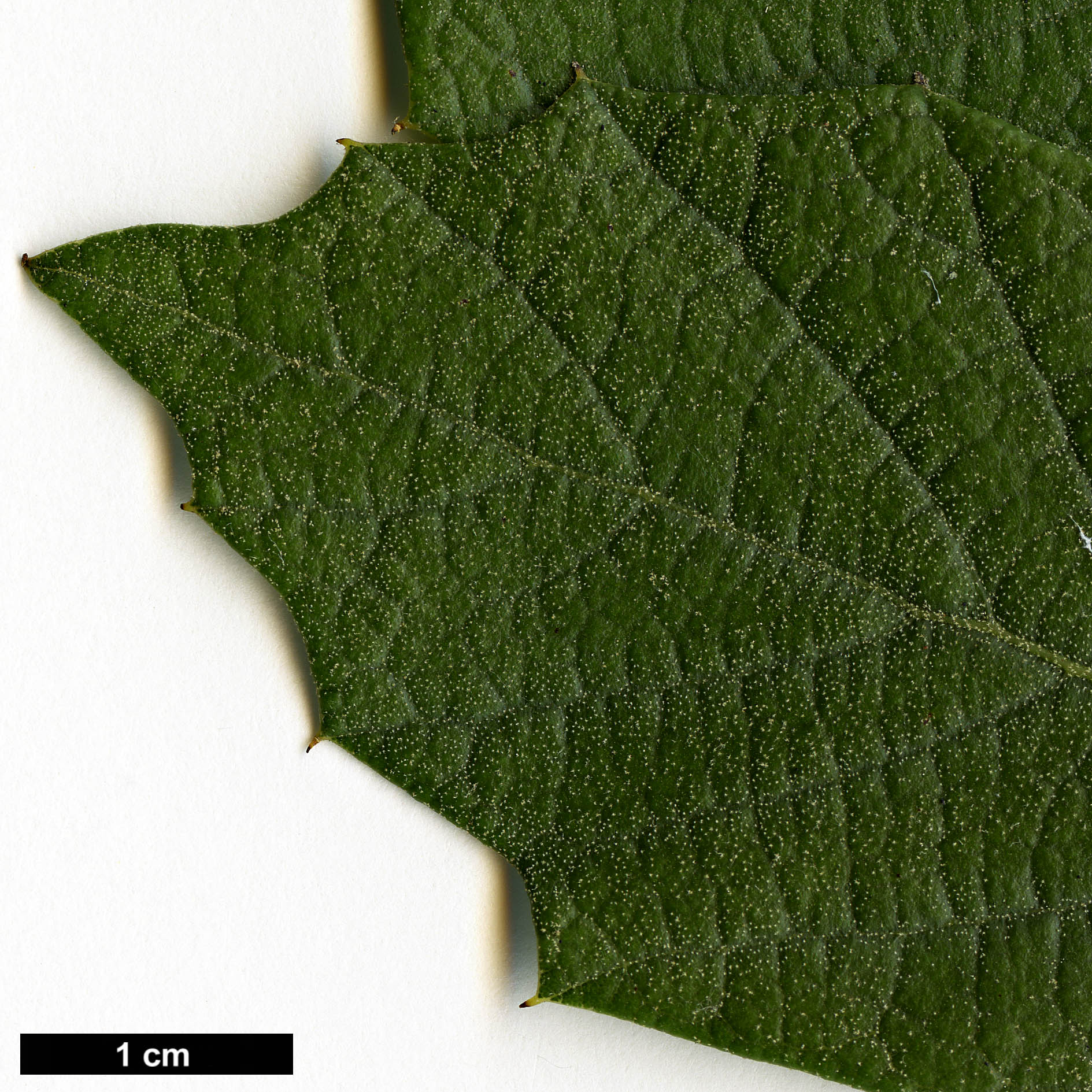 High resolution image: Family: Fagaceae - Genus: Quercus - Taxon: scytophylla